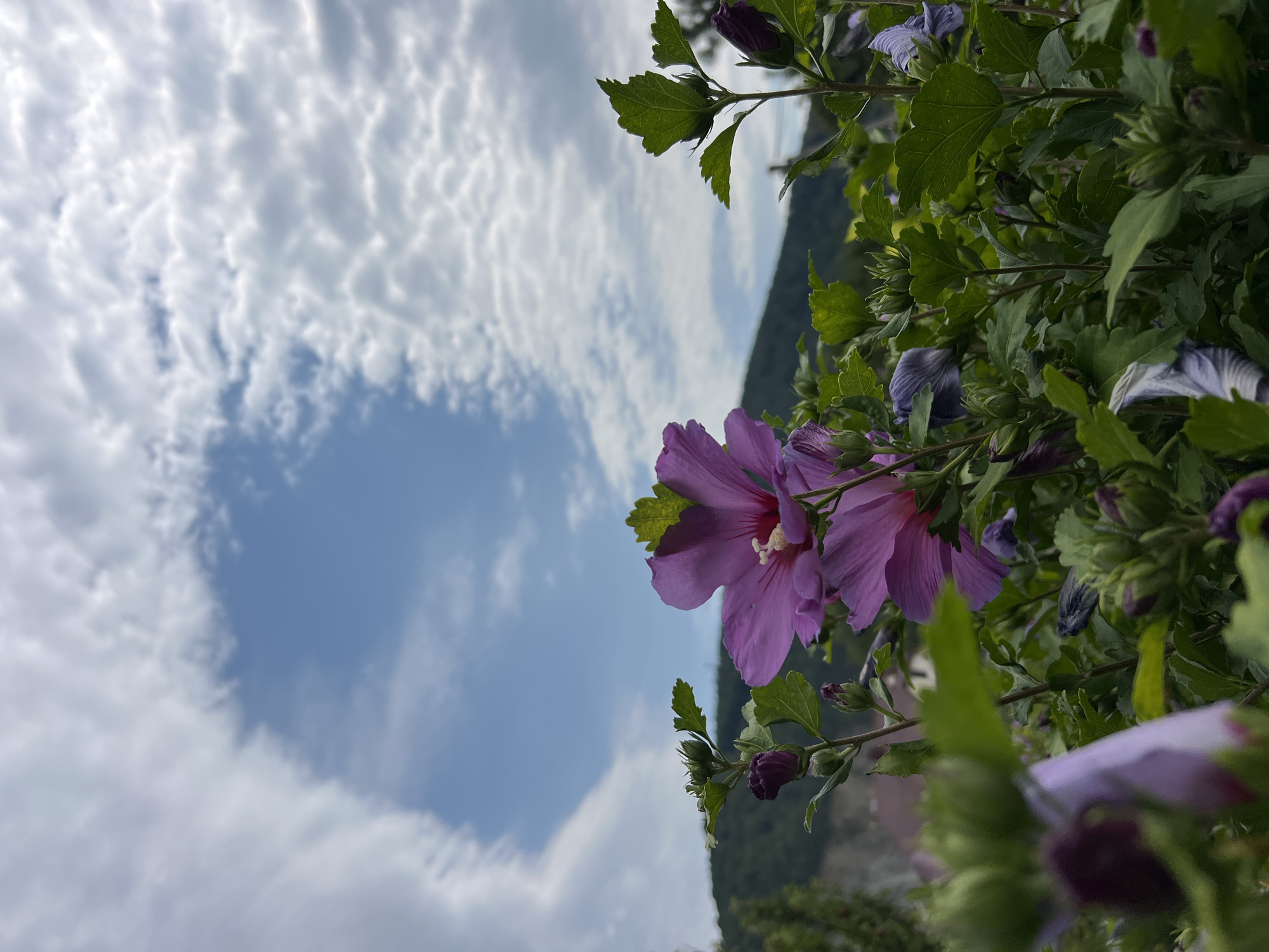 This image depicts a close-up view of purple hibiscus flowers and buds in the foreground, with a backdrop of a lush green hillside and a cloudy sky. The flowers are in various stages of bloom, with some fully open and others still in bud. The leaves are a vibrant green, and the stems are a dark reddish-brown. The hillside in the background is covered in trees and foliage, and there are glimpses of buildings and structures through the leaves. The sky is a bright blue, with scattered white clouds. The scene is set in Yaremche, Ukraine, as indicated by the location tag. The image is captured from a low angle, looking up at the flowers and the sky. The lighting is natural, and the colors are vibrant and saturated. The overall impression is one of natural beauty and tranquility.