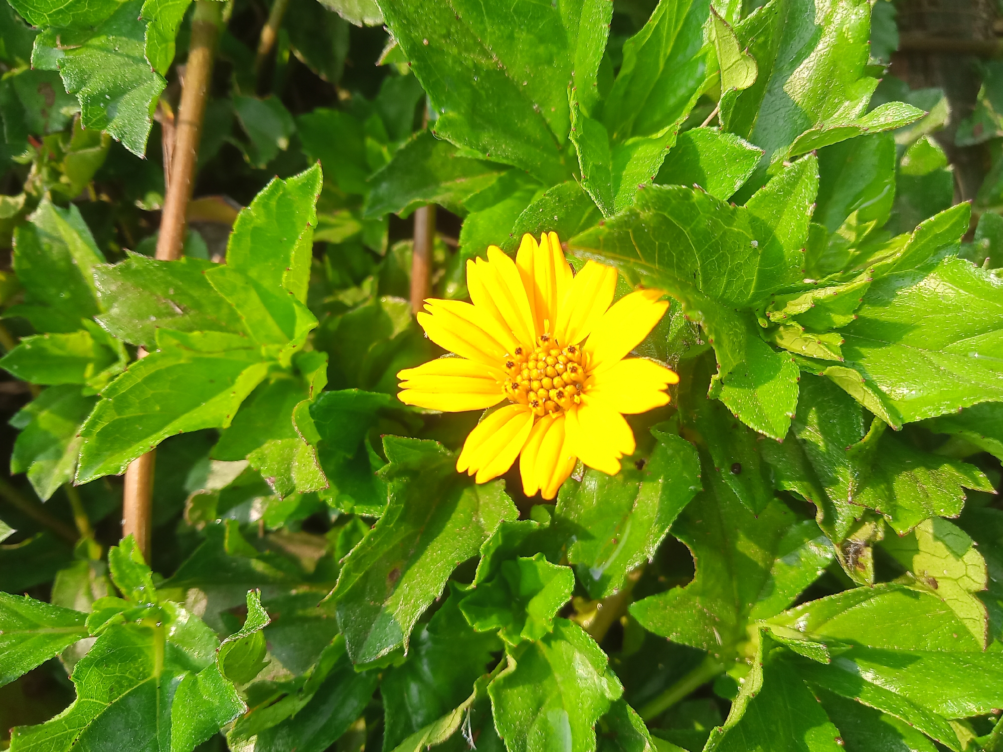 A close-up, eye-level shot captures a solitary yellow flower blooming amidst lush green foliage. The flower, with its delicate petals radiating outward from a central disk, is the clear subject, drawing the viewer's attention. The surrounding leaves are vibrant and detailed, showing texture and vein patterns, some lightly dusted with water droplets, indicating a recent watering or dew. The background is a soft blur of greens and browns, suggesting a natural, outdoor setting. The lighting appears to be natural sunlight, casting a warm glow on the scene. No people or specific landmarks are visible, indicating a focus on the natural elements of the environment. The image quality is good, with sharp detail on the flower and leaves. This scene is characteristic of a garden or natural area in Sruwen, Indonesia, where such vibrant flora is commonly found.