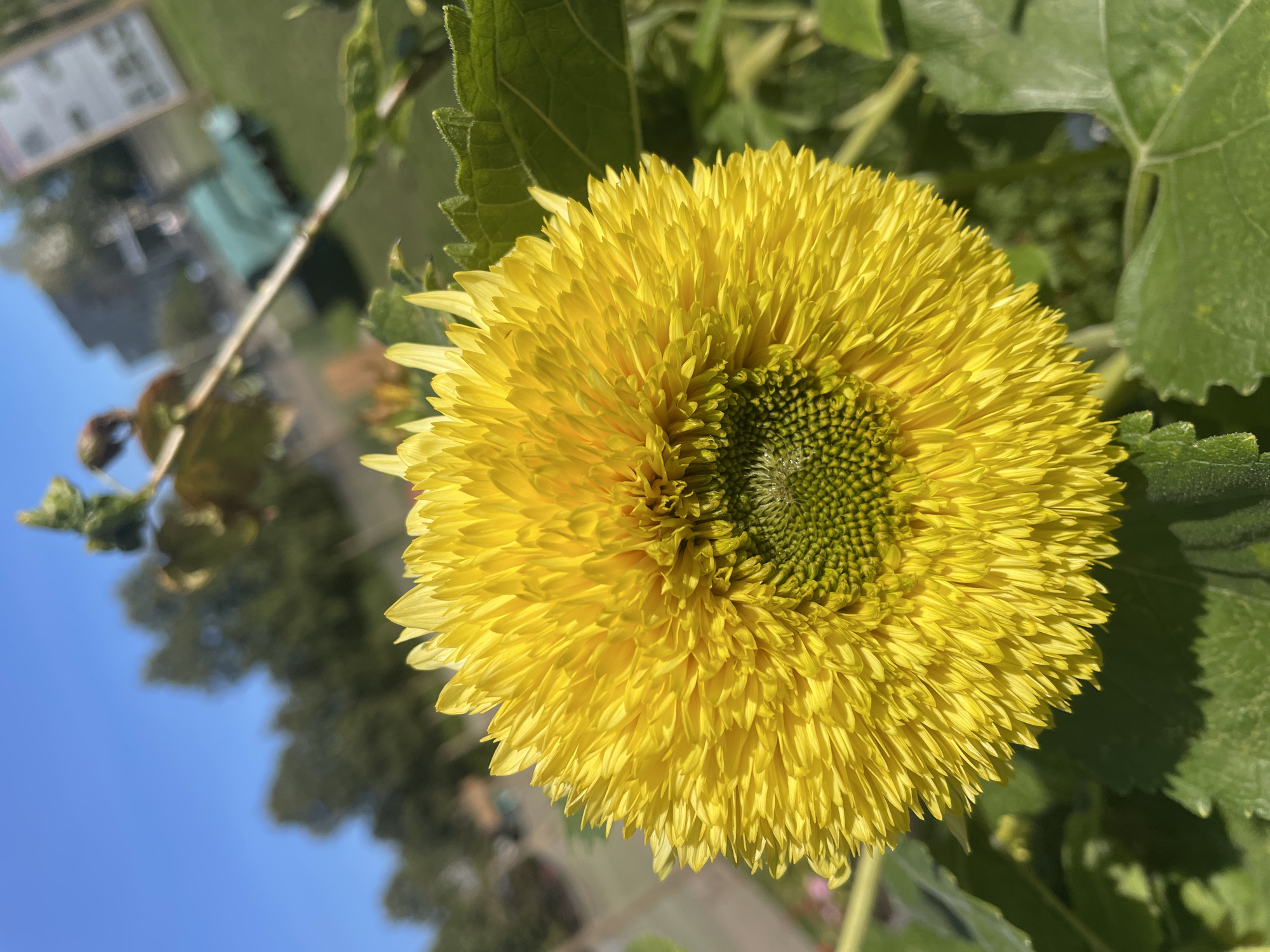 A close-up, eye-level shot captures a fluffy yellow sunflower in full bloom, its petals densely packed and radiating outward. The center of the sunflower is a vibrant green, covered in small, developing seeds arranged in a spiral pattern. The flower is positioned in the foreground, with its large green leaves visible at the bottom and right edges of the frame. In the background, a clear blue sky dominates the upper portion of the image. Below the sky, trees are visible, blurred by the shallow depth of field. Further in the distance, a light-colored building and a green structure, possibly playground equipment or a vehicle, are also out of focus. A signpost with text is faintly visible in the upper right corner of the background. The overall lighting suggests a sunny day. The location is identified as Saint Petersburg, Russia.