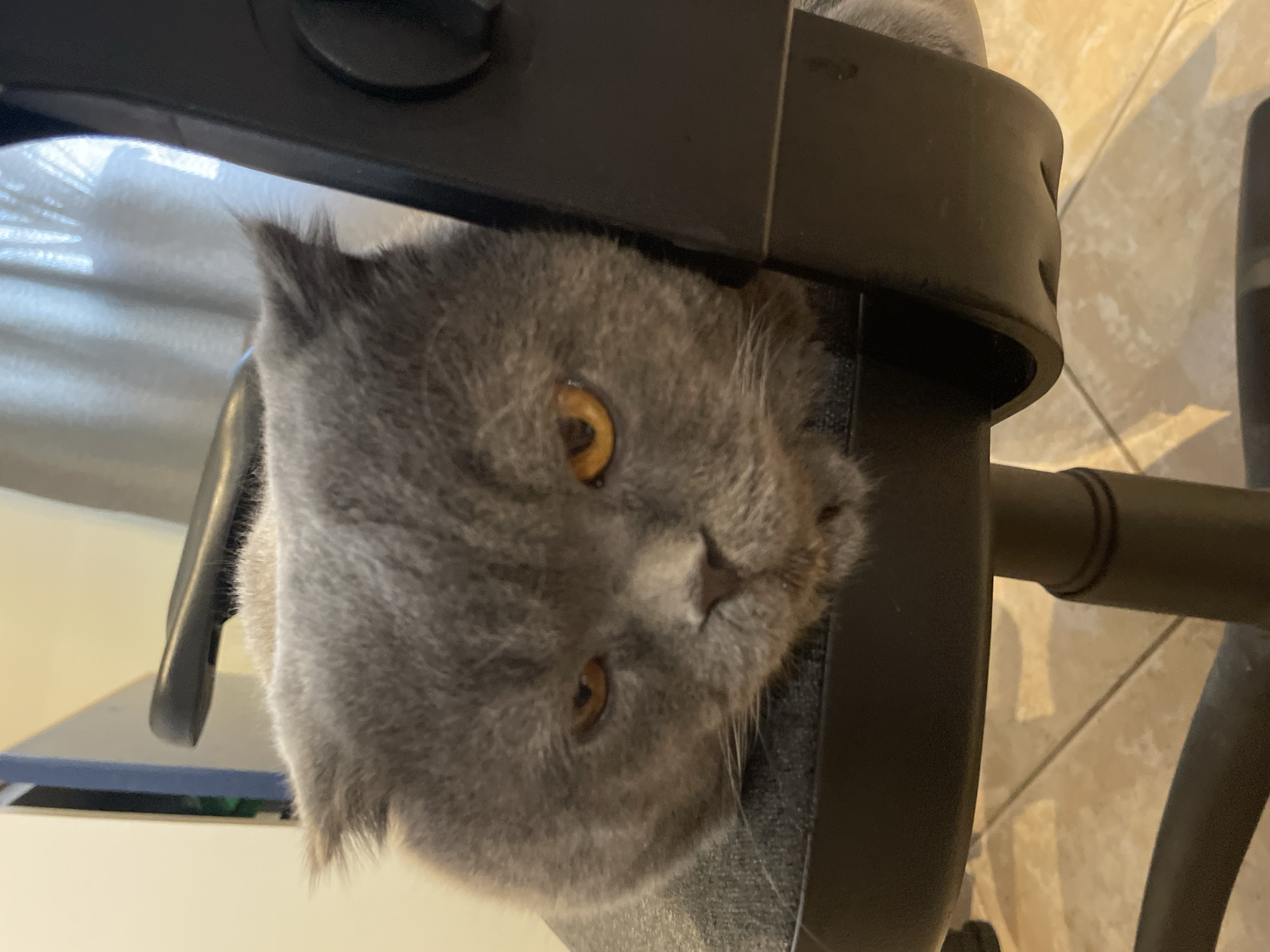 A grey cat with orange eyes is resting on a black office chair. The cat's head is resting on the armrest of the chair, and its body is mostly hidden from view. The background of the image is a blurred wall with a white curtain. The floor is tiled.