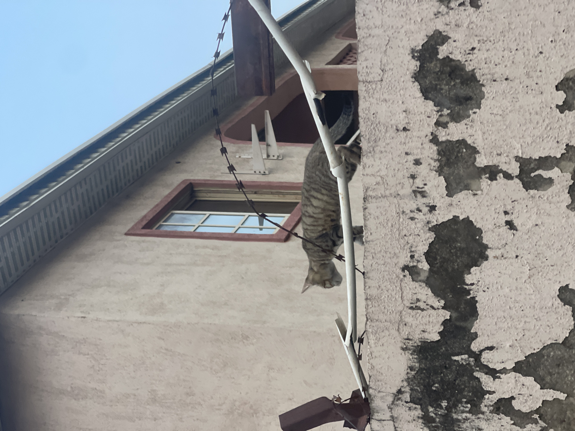 A low-angle shot of a tan and brown building under a light blue sky. A gray striped cat is climbing down a white pipe fixed to the side of the building. Barbed wire is attached to the building near the pipe. A window with a red frame is visible in the background. The wall to the right of the pipe is peeling and shows a darker gray color underneath.
Since I don't have enough information to determine the precise location of this image in Lokoja, Nigeria, I am unable to add that information.