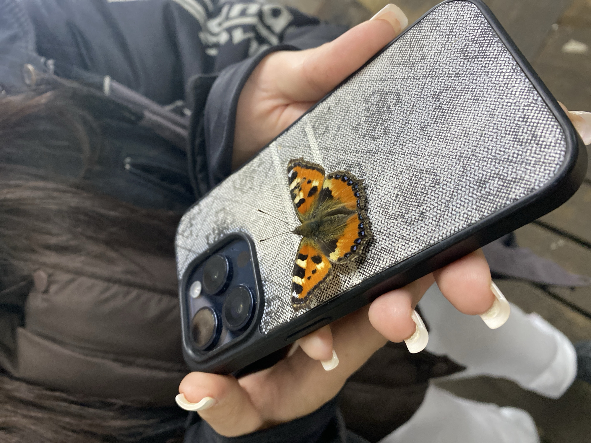 A person is holding a cell phone with a butterfly resting on its back. The cell phone has a grey fabric-like case with a black bumper, and the camera lenses are visible. The butterfly is primarily orange and black, with some blue markings along the edge of its wings. The person's hand is visible, and they have long, light-colored fingernails. The person is wearing a dark jacket with a white pattern on the sleeve. Part of their white pants is visible in the lower right corner. The background appears to be a blurry outdoor setting. It is impossible to verify the location in the city of Chaikovsky, Russia based on the visible information.