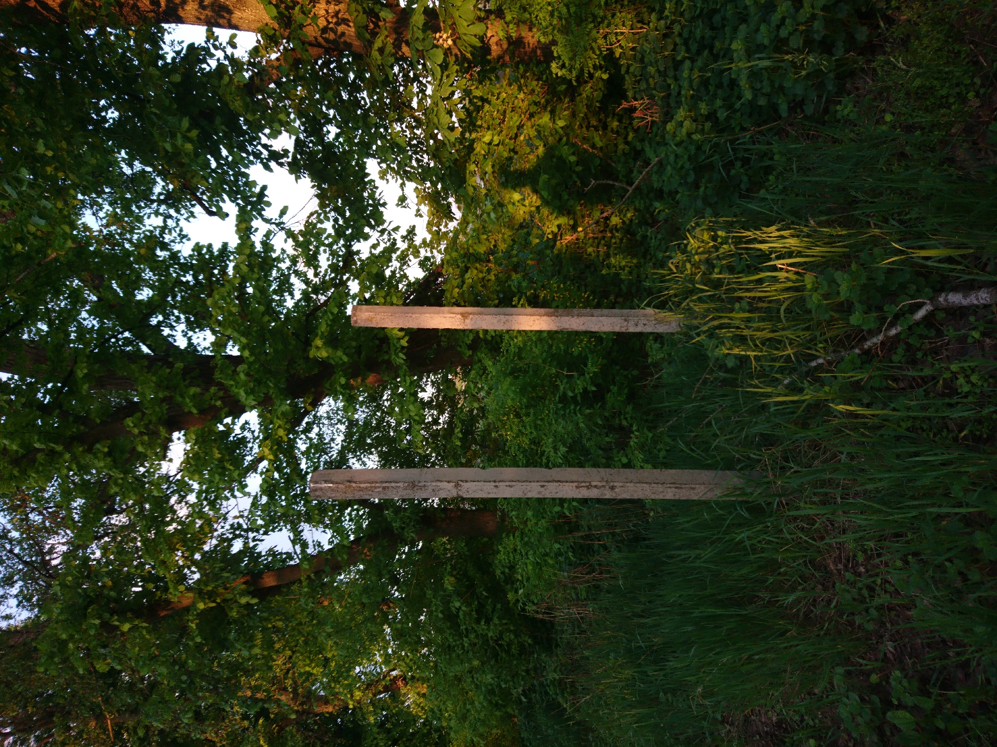 The image presents a rural or natural landscape, possibly a field or meadow bordering a forested area. Two concrete or stone posts stand in the middle ground, likely marking a boundary or entrance. The foreground and background are densely vegetated with grass, bushes, and trees with abundant foliage. Sunlight filters through the trees, creating dappled light and shadows on the ground and foliage. The perspective appears to be from ground level, looking upwards towards the treetops and sky visible through the leaves. No people or animals are visible in the scene. The location is Unknown, Unknown.