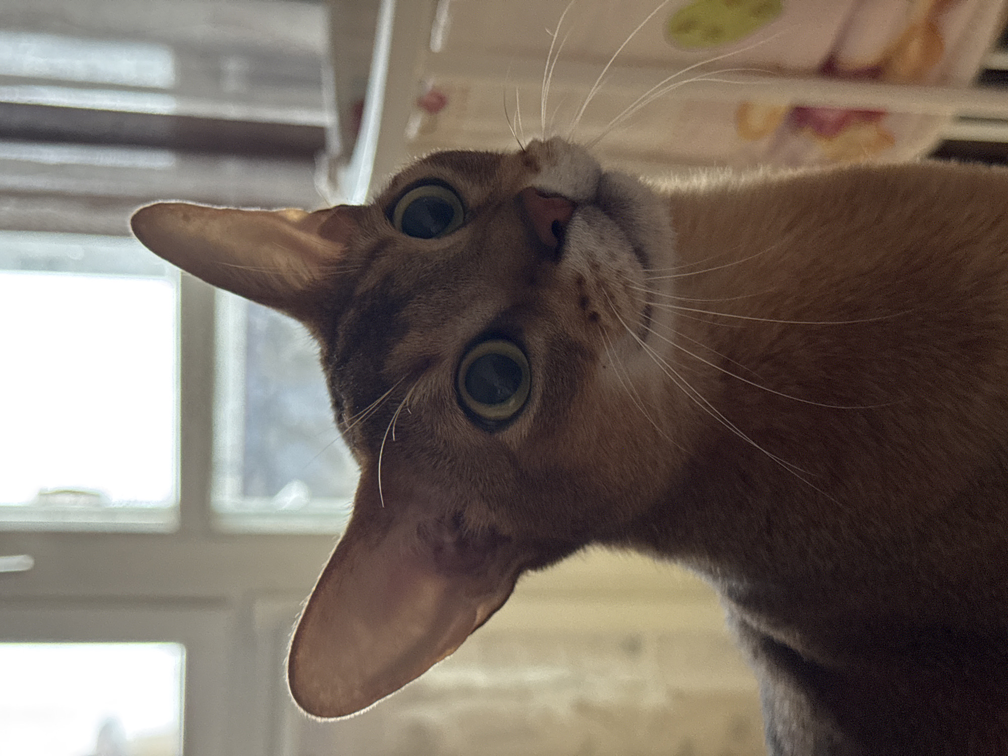 An inquisitive short-haired cat, possibly an Abyssinian or a similar breed with ticked orange/ginger fur, is captured in a close-up, low-angle indoor shot in Chaikovsky, Russia. The cat's head is tilted sharply, almost upside down, as it gazes directly towards the viewer with wide, alert green eyes and dilated pupils. Long, prominent white whiskers extend from its muzzle, and a small pink nose is visible. Its large, pointed ears are erect, with the left ear silhouetted against a bright, out-of-focus window in the background, hinting at strong natural light from outside. This suggests a daytime setting.
The blurry background reveals window frames to the left, confirming an indoor location. Other indistinct shapes and faint colors, possibly from shelves or furniture, are visible in the upper background. The bright backlighting creates a gentle glow around the cat's fur, highlighting its contours. The overall impression is one of intense curiosity and playful engagement. There is no visible text in the image.