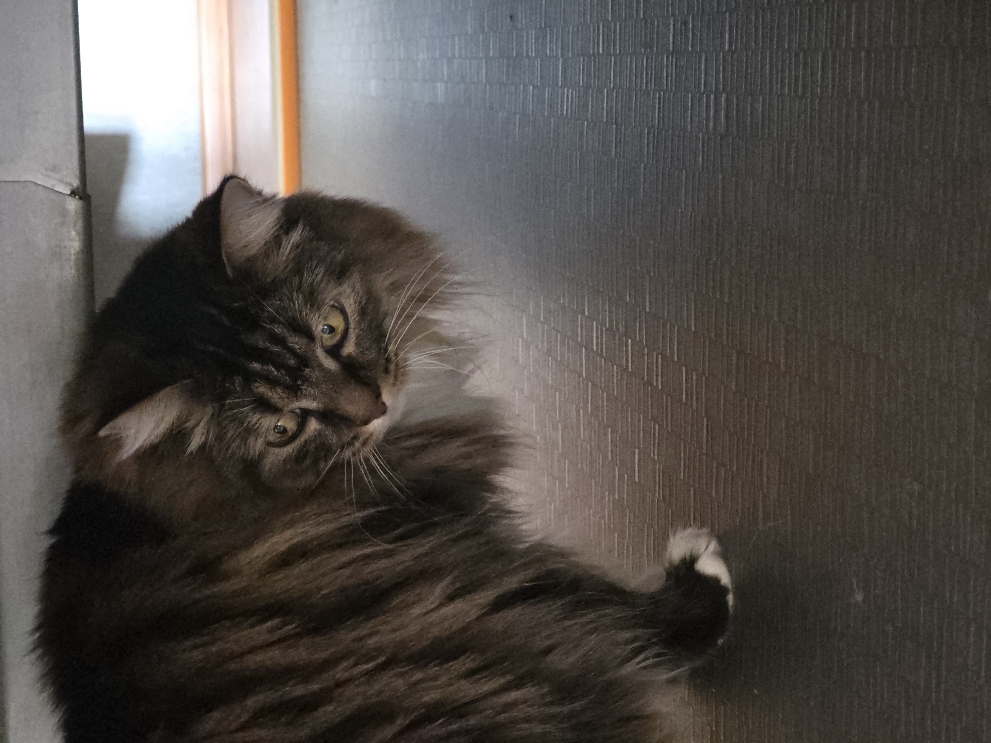 A fluffy brown and black cat with bright yellow eyes peers out from under a metal structure. The cat's fur is long and appears to be a mixture of brown, black, and grey. Its left paw, with a white tip, is visible near the bottom left of the frame. The background consists of a textured grey surface and a blurred area with orange and white elements. The lighting suggests an indoor environment. This image was captured in Omsk, Russia.
