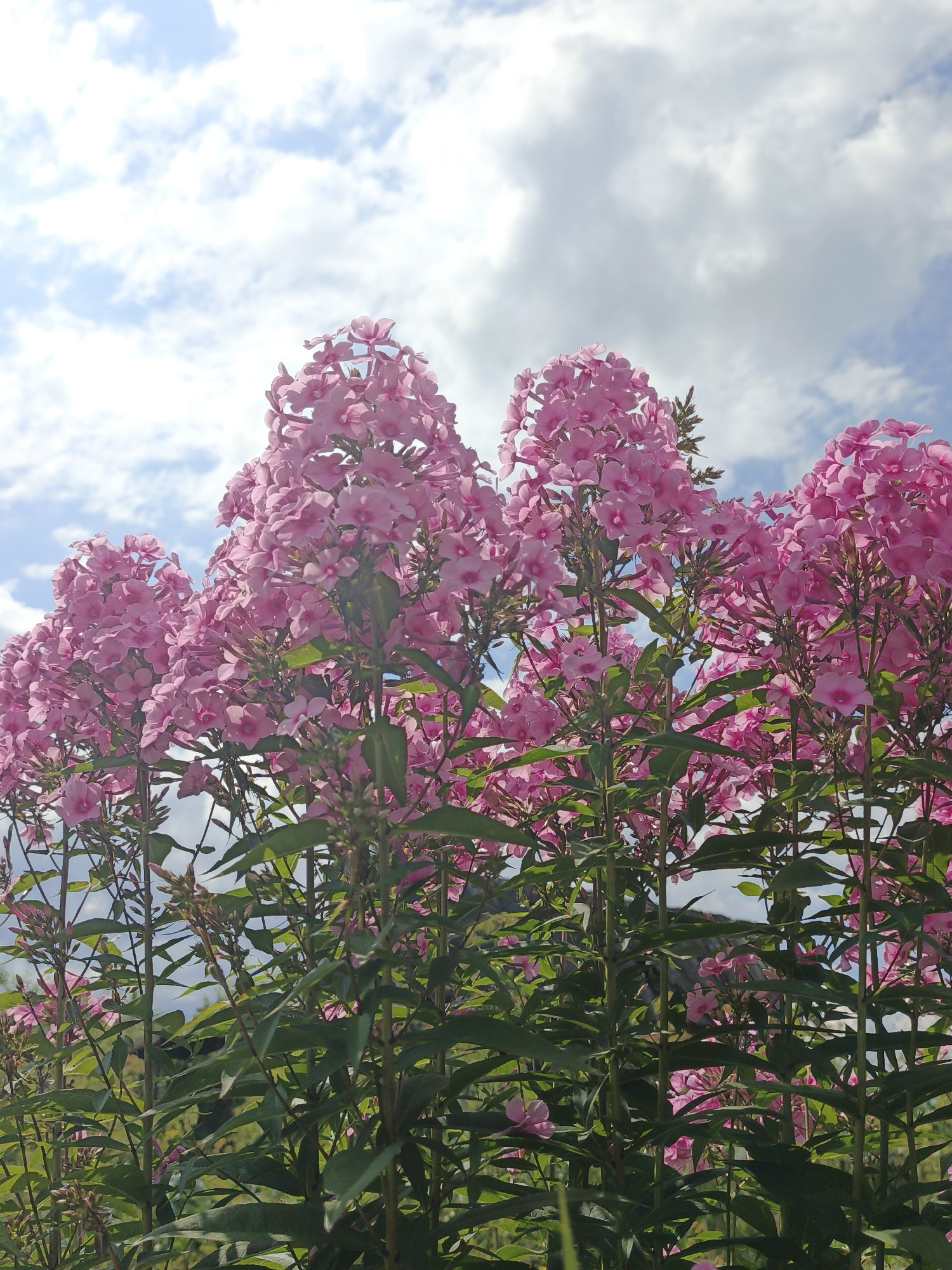 A low-angle, vertical outdoor shot captures a cluster of tall, vibrant pink phlox flowers reaching towards a bright sky filled with fluffy white clouds against a pale blue background. The flowers are densely packed in conical clusters, with individual blooms showing five petals and a light center. Green leaves and stems are visible beneath the flowers, creating a lush and vibrant display. The image is taken during the daytime, with bright sunlight illuminating the scene and creating some lens flare in the upper left quadrant. The overall impression is one of natural beauty and abundance, suggesting a garden or a wild meadow. The location is specified as Medvedyovka, Russia. There are no people or animals visible in the frame.