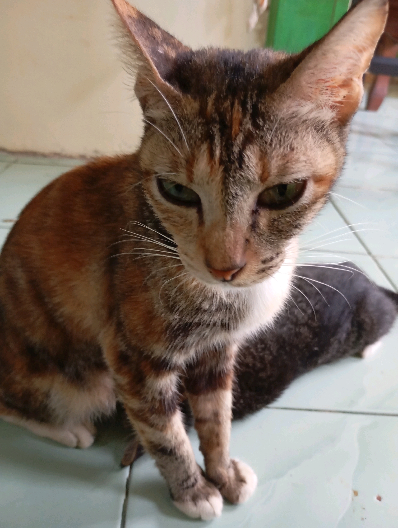 A close-up, eye-level shot captures a tabby cat with green eyes sitting on a pale green tiled floor. The cat's fur is a mix of orange, brown, and black stripes, with a white chest and chin. Its paws are tucked beneath its body. The cat's gaze is directed downwards, with its ears perked. A portion of a black cat is visible behind the tabby cat, lying down. The background is a slightly out-of-focus wall with a cream color and a hint of green in the upper right corner. The lighting suggests an indoor environment. The scene is a domestic setting, possibly a home in Balikpapan, Indonesia, given the tiled flooring often found in tropical climates.