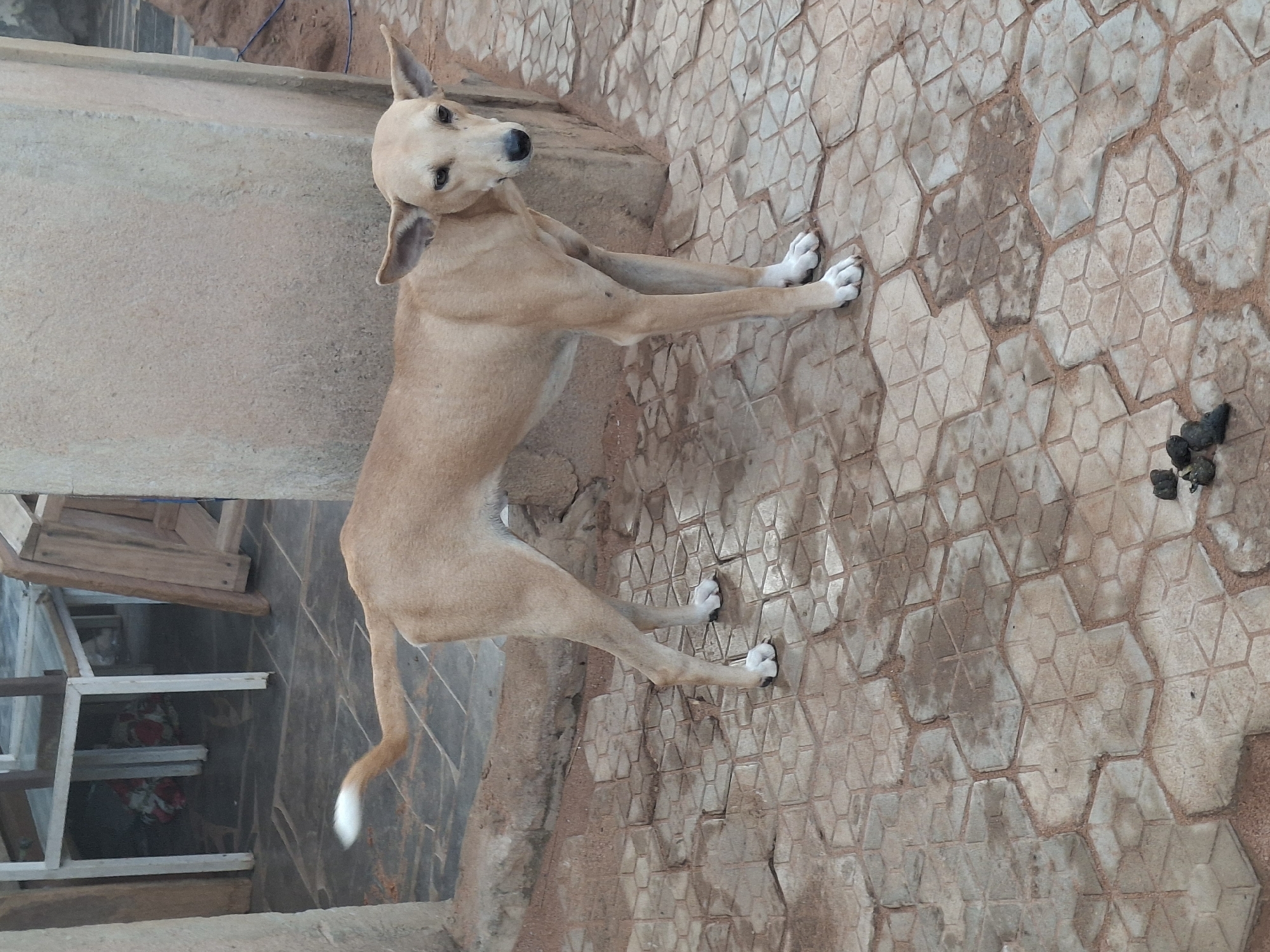 A tan-colored dog with large ears stands on a patterned paved surface in what appears to be an outdoor, possibly rural, location in Tumfure, Nigeria. The dog is facing slightly towards the right of the frame, with its tail curved upwards. In the foreground, to the right of the dog's hind legs, there is a small pile of dark-colored excrement on the paving stones. The background shows a concrete wall and some wooden structures, possibly part of a building or outdoor furniture. The lighting suggests it is daytime.
