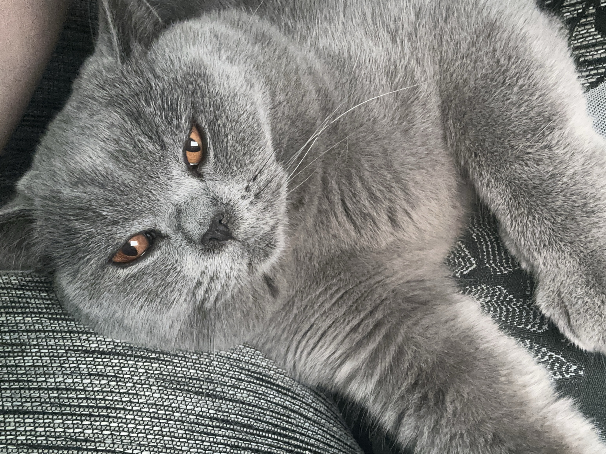 An overhead, close-up, full-frame shot captures a grey British Shorthair cat with copper eyes resting on a textured grey couch. The cat is positioned diagonally in the frame, with its head at the top right and its body extending towards the bottom left. Its fur is short and dense, with subtle variations in shade. The cat's left eye is clearly visible, while the right eye is partially obscured by its face. The couch exhibits a woven texture with a geometric pattern in black and white. The lighting is soft and diffused, creating gentle shadows and highlighting the texture of the cat's fur and the couch fabric.