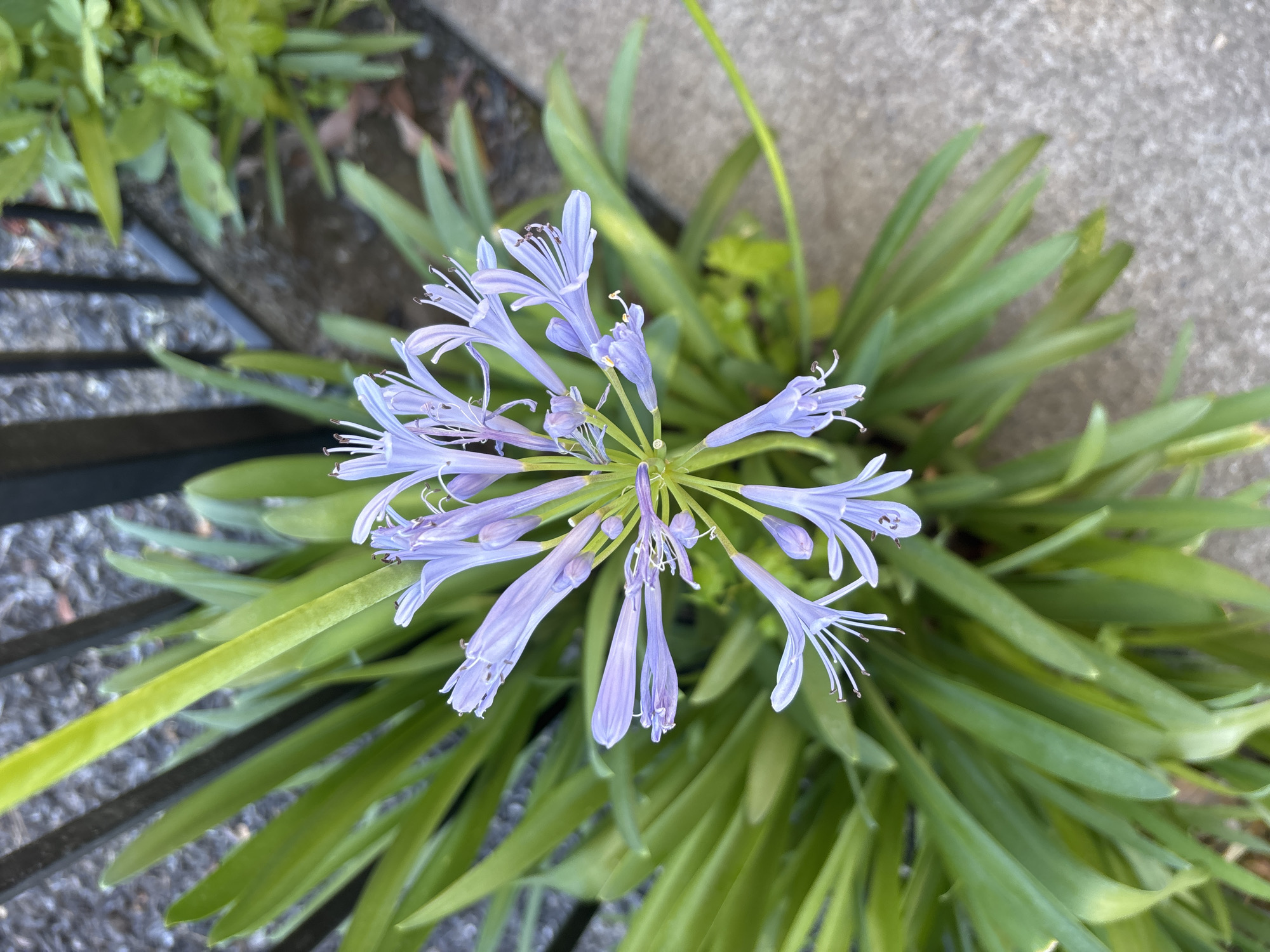 In Fair Oaks, United States, a close-up, high-angle shot captures a cluster of light purple Agapanthus flowers in bloom. The flowers, with their delicate trumpet-shaped petals and prominent stamen, are arranged in a spherical umbel. They are surrounded by long, green, strap-like leaves. The background is a mix of dark grey gravel and lighter grey concrete pavement. A black metal fence runs along the top left of the frame, and blurred green foliage is visible in the upper right. The lighting suggests it is daytime, with shadows casting lightly on the concrete.