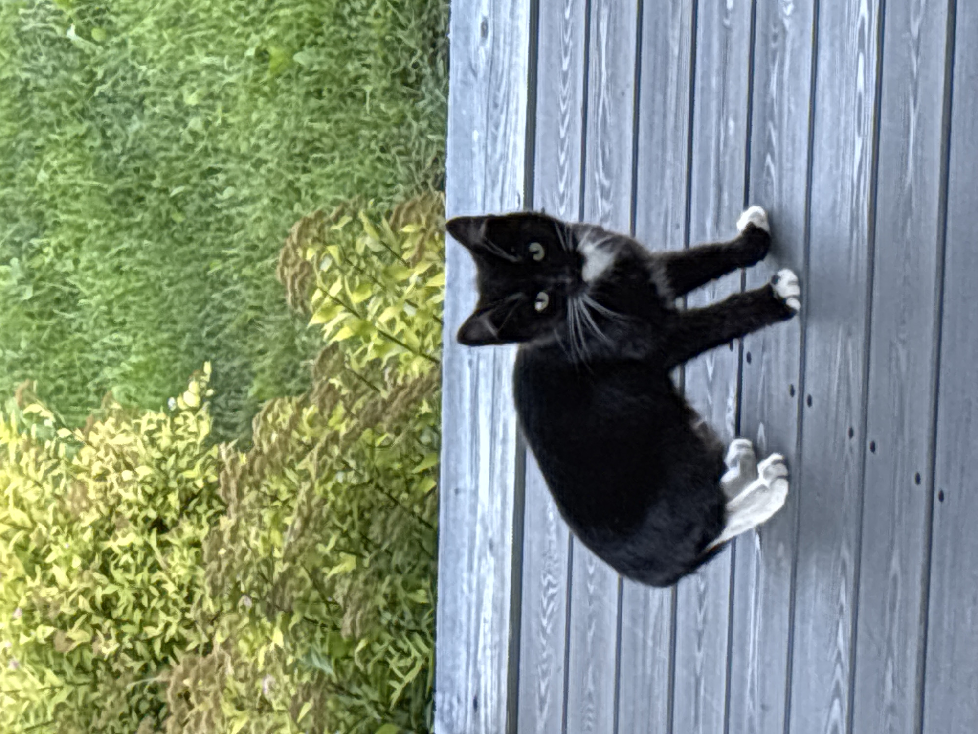 A black and white cat is standing on a wooden deck with a background of green grass and shrubs. The cat has white paws and a white patch on its chest. The deck appears to be made of weathered grey planks. The scene is outdoors in a natural setting. No specific location in Zvenigorod, Russia can be identified from the image.