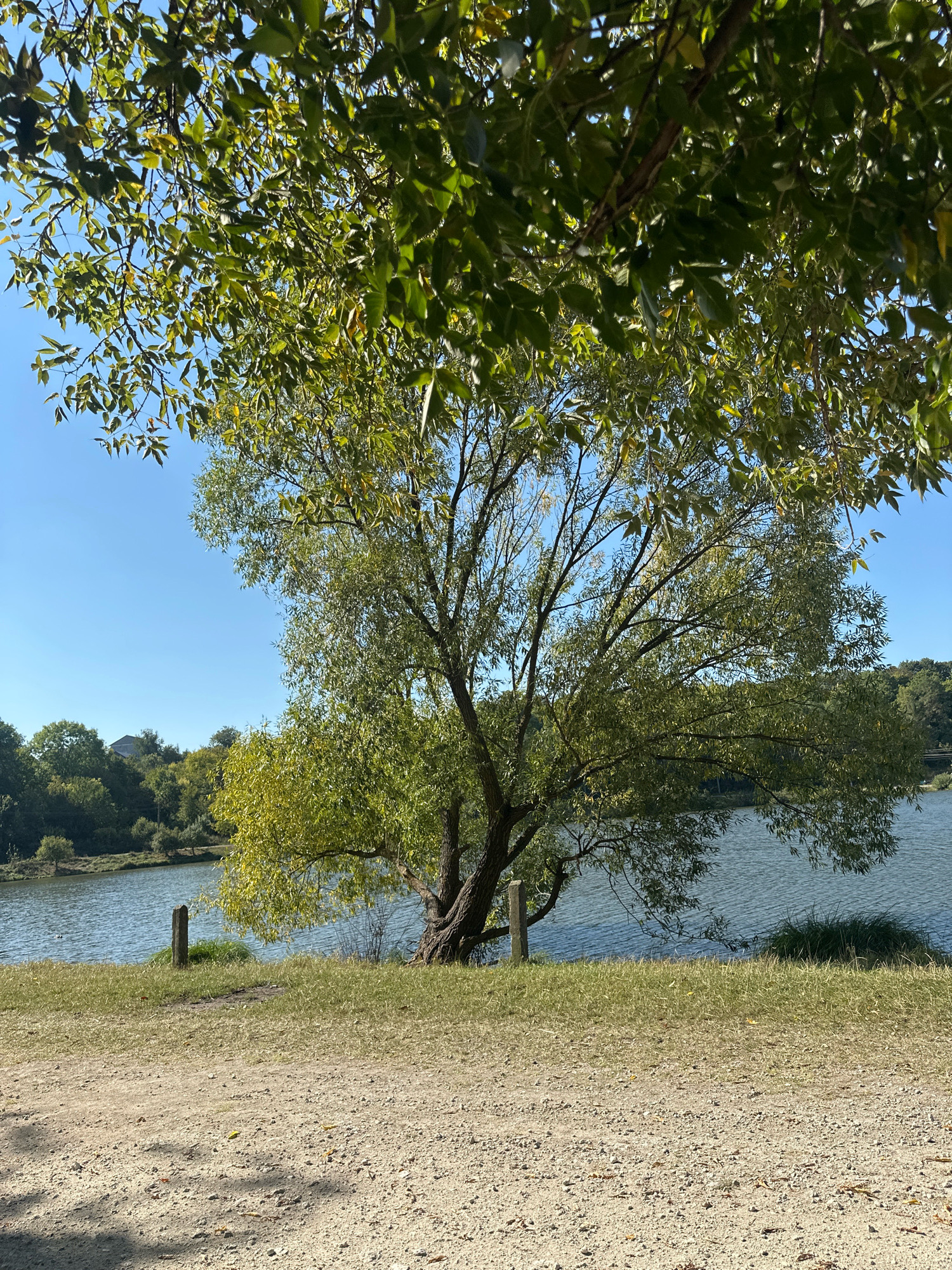 An outdoor, eye-level shot shows a large tree with green leaves in the foreground, its branches reaching towards a bright blue sky. Behind the tree, a body of water, likely a river or lake, is visible, with a tree-lined bank on the far side. The ground in front of the water is covered with dirt and gravel. The scene is set in Makiv, Ukraine, during what appears to be a sunny day. There are no people visible in the image.