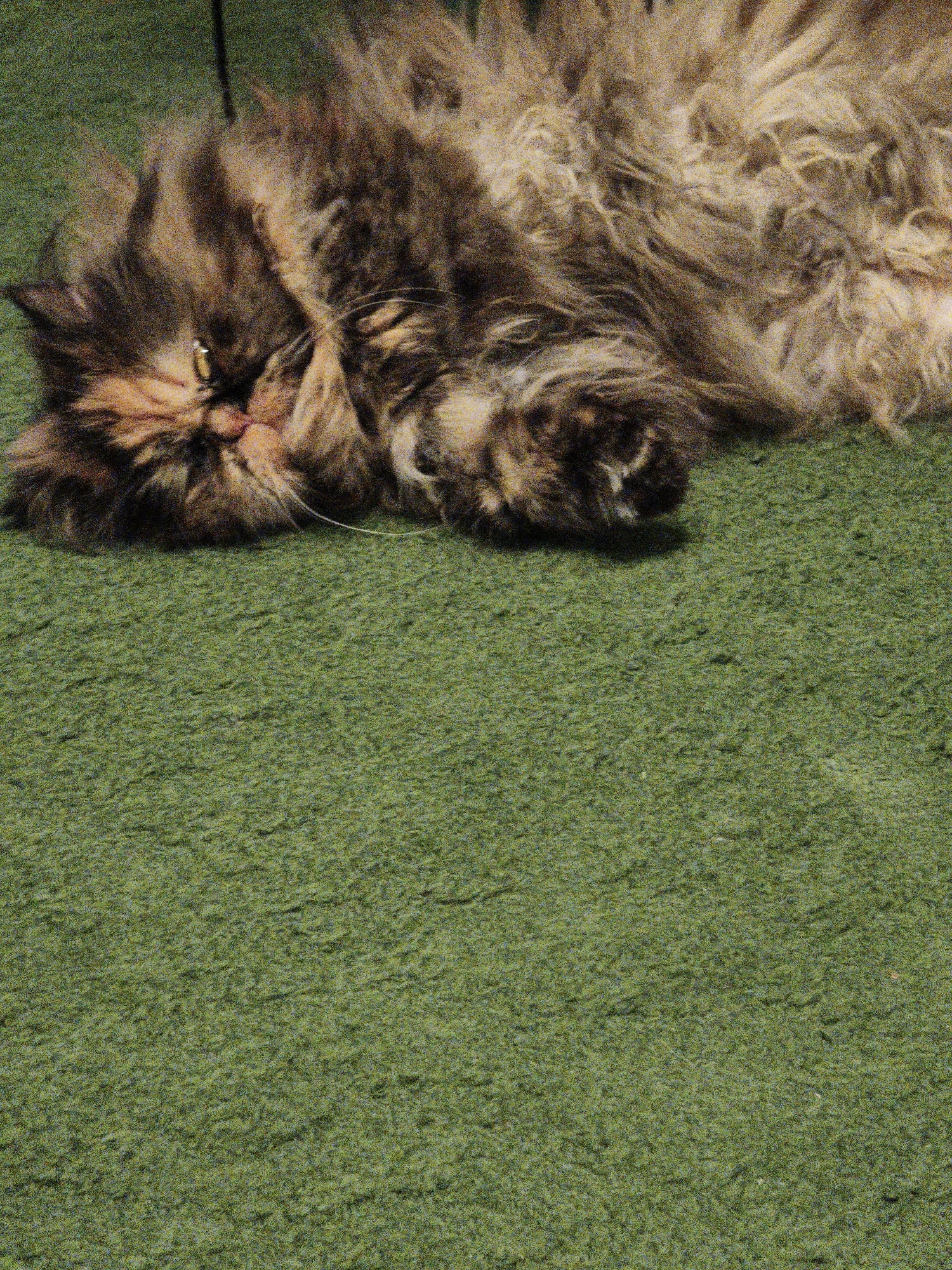 A close-up, horizontal shot of a long-haired cat lying on its side on a green carpeted floor. The cat's face is partially visible, with one eye open and its mouth slightly ajar. The fur is a mix of brown, black, and tan. The background is entirely the green carpet.