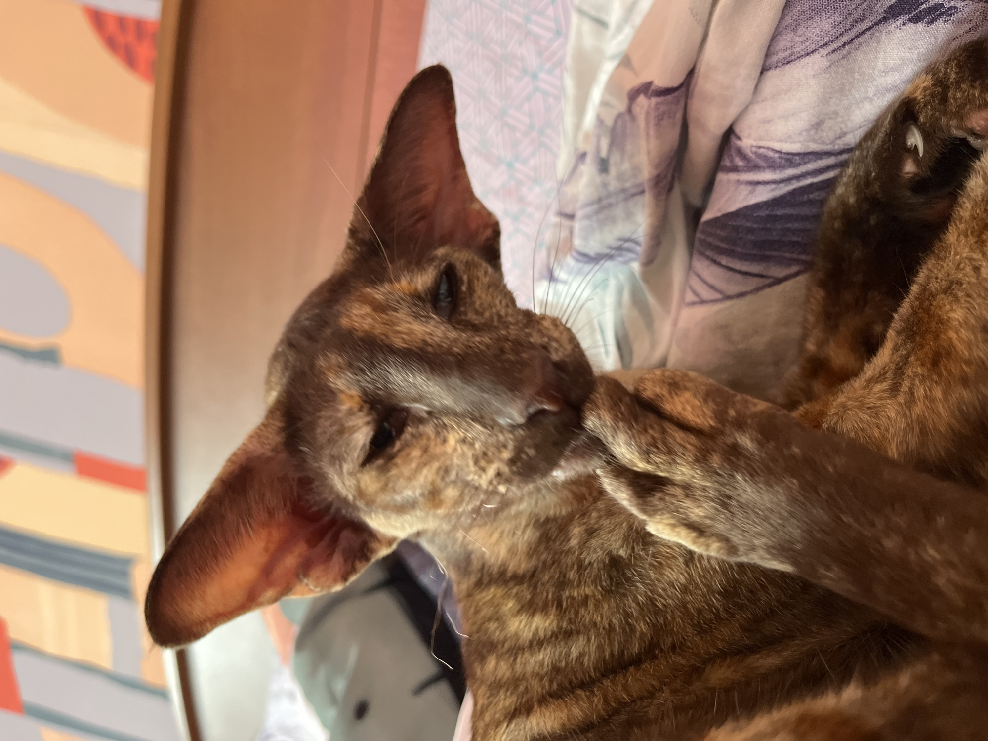 A close-up, slightly blurred, medium shot captures a tabby cat resting on a bed in Chaikovsky, Russia. The cat, with large ears and brindle fur, is positioned diagonally across the frame, with its head turned towards the right, partially obscuring its face with one paw. Its eyes are visible and appear to be looking downwards. The cat's fur exhibits a mix of brown and black stripes, characteristic of a tabby pattern.
The cat is lying on a bed covered with a patterned blanket. The blanket features a geometric design with shades of purple, white, and light blue. The background shows a wall with a decorative panel featuring abstract shapes in orange, yellow, gray, and white. The lighting suggests it might be daytime, with soft light illuminating the scene. No text is visible in the image. The overall mood of the image is one of peaceful relaxation, as the cat appears to be dozing or grooming itself. The focus is on the cat and its immediate surroundings, with the background slightly out of focus.