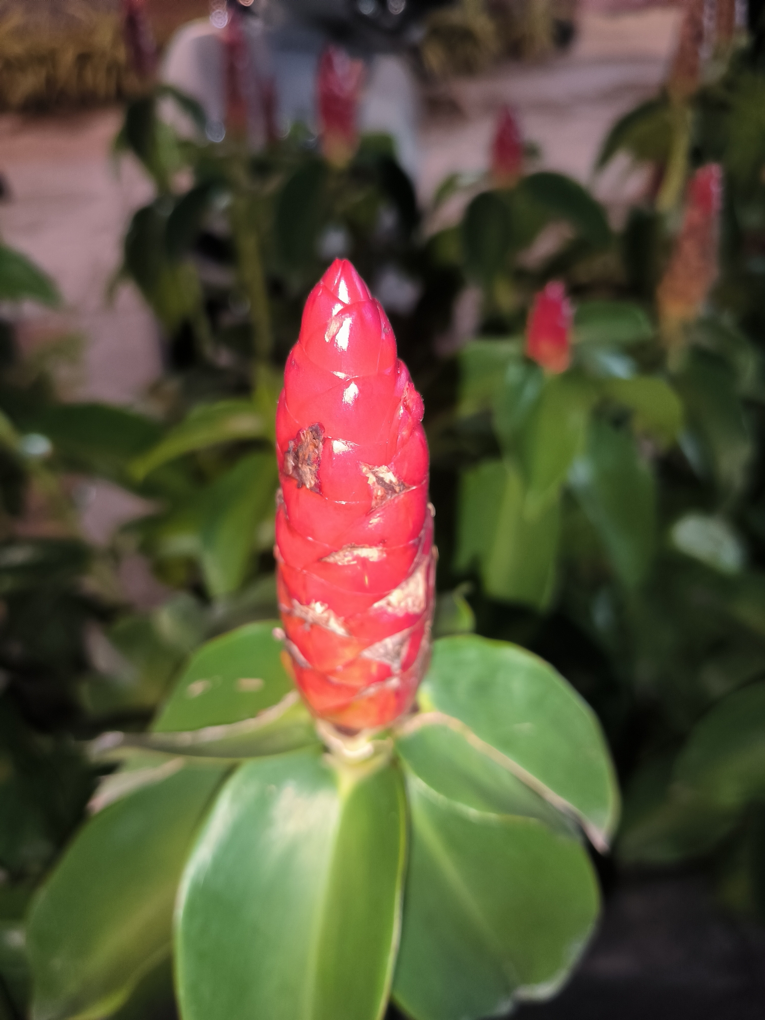 A close-up photograph captures the vibrant red, cone-shaped inflorescence of a tropical plant, likely a species of ginger, set against a blurred backdrop of green foliage. The central subject, positioned prominently in the foreground, features a glossy, waxy red structure composed of tightly overlapping bracts, with a few small brown, possibly dried, spots visible on its surface. Surrounding the base of this striking red bloom are broad, lush green leaves, some exhibiting subtle lighter green or yellowish patches.
In the soft-focus background, several other similar red plant structures can be faintly discerned among a dense array of green leaves, indicating a larger grouping of these plants. The lighting suggests evening or nighttime conditions, with the primary bloom brightly illuminated, possibly by artificial light, as evidenced by the bokeh light circles in the distant background. The atmosphere is serene and natural, focusing entirely on the botanical details of the plant.
The scene depicts a natural setting, consistent with a garden or planted area in a tropical climate like Banda Aceh, Indonesia. No people are present, and there is no visible text within the image. The photograph emphasizes the unique form and color of the plant's reproductive structure.