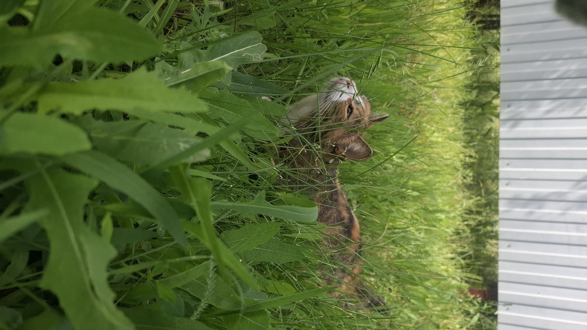 A brown tabby cat is nestled in tall, vibrant green grass and leafy plants, with its head tilted back and looking upwards. The cat has a white chin and chest, with prominent whiskers. Its ears are slightly perked, suggesting alertness or curiosity. The surrounding foliage includes broad green leaves, some of which resemble dandelion leaves, partially obscuring the cat but allowing its face and most of its body to be seen. The lighting indicates it is daytime, with bright, natural light illuminating the scene. To the right side of the frame, a white, corrugated or paneled fence or wall is visible, hinting at an outdoor setting like a garden or backyard. The overall mood is serene and natural. There is no visible text in the image.