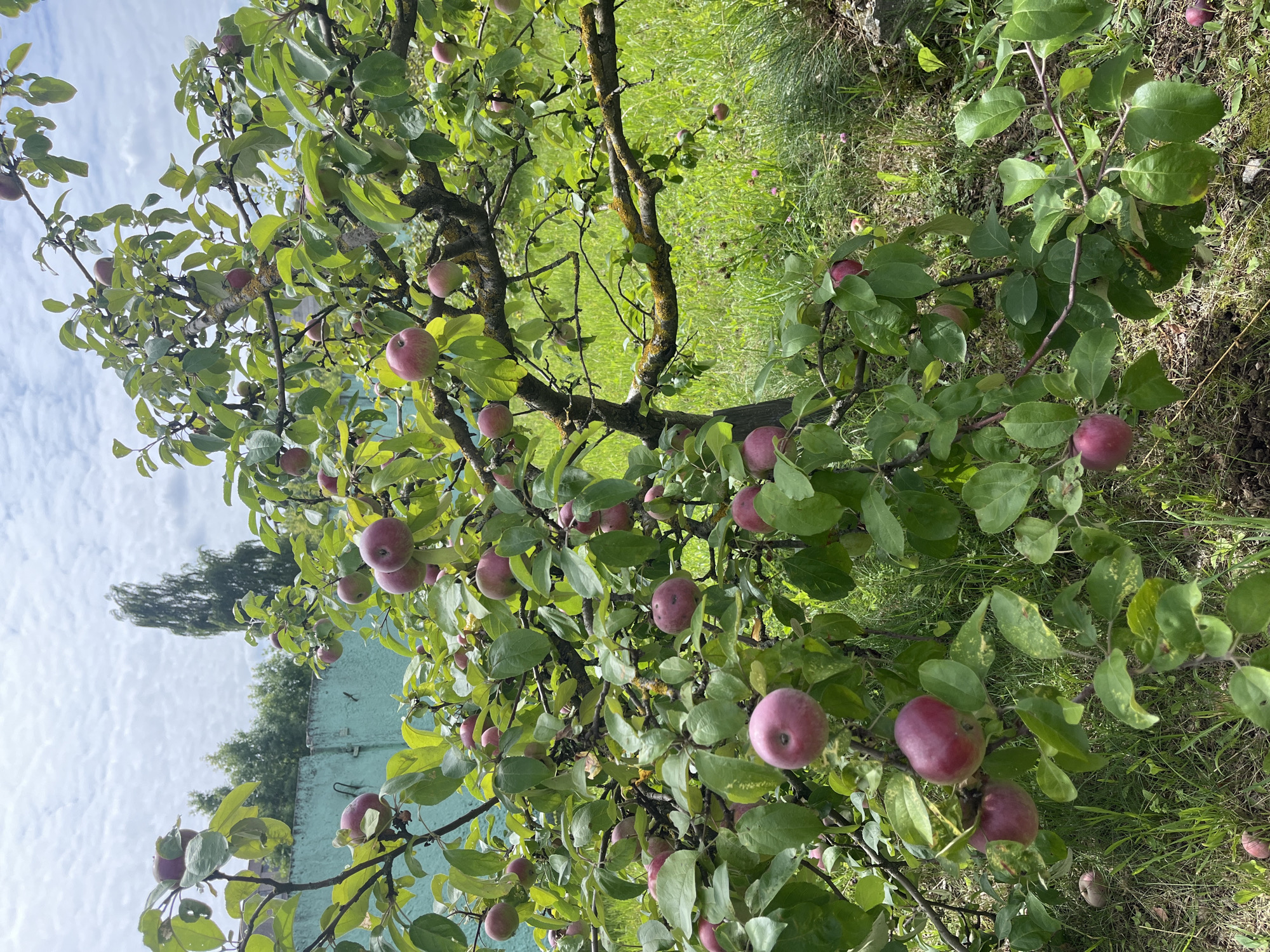 A vertical, full shot captures a mature apple tree laden with ripe, reddish-pink fruit in a grassy area. The tree is densely packed with green leaves, with apples scattered throughout its branches, some hanging low enough to be near the ground. The background features a weathered, teal-colored wall running horizontally across the upper left portion of the image, behind which tall trees and a cloudy sky are visible. The ground beneath the tree is covered in green grass and some fallen apples. This scene appears to be an outdoor orchard or garden setting within the rural area of Вяйнянскі сельскі Савет, Belarus.