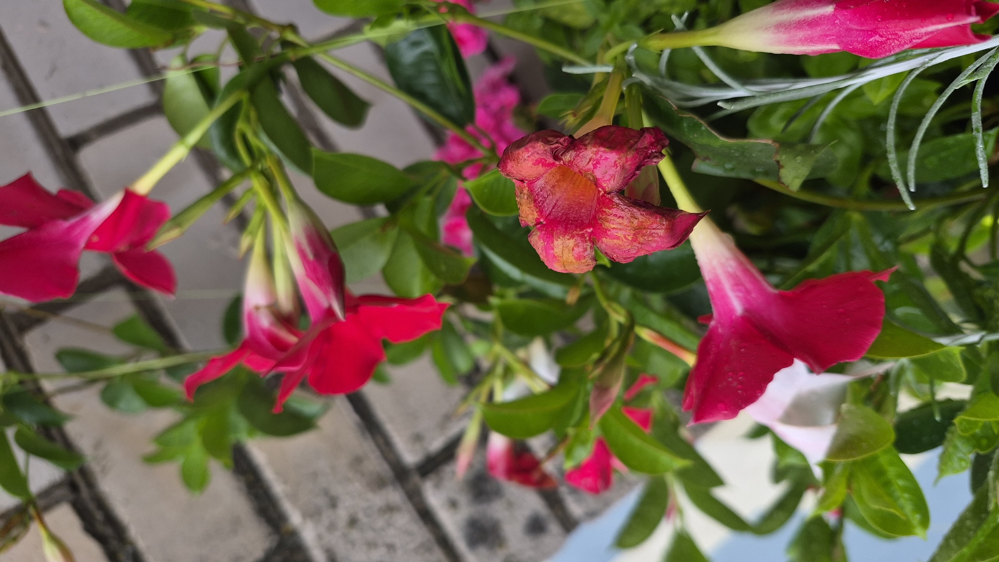 This is a close-up, eye-level, outdoor, full-shot photograph of pink and red flowers with green leaves. The flowers are trumpet-shaped and are in various stages of bloom, with some fully open, some partially open, and some in bud. The petals of the flowers are a vibrant pink and red, with some appearing slightly wilted or dry. The leaves are a deep green and appear wet, suggesting recent rain. The background consists of a blurred brick wall, likely a building exterior. The photograph is taken in Krauja, Latvia.