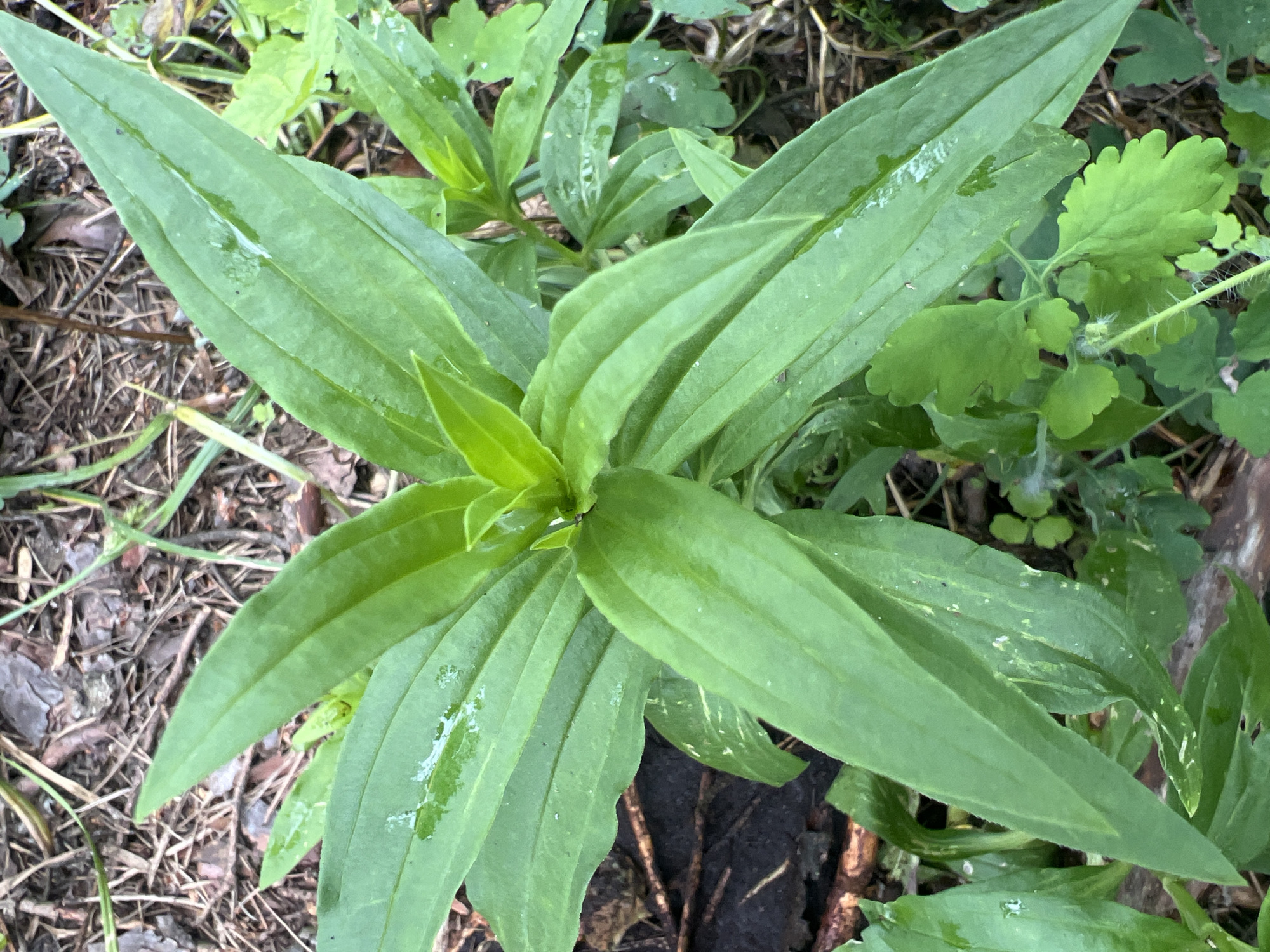 A top-down medium shot captures a lush green plant with long, pointed leaves growing in a woodland environment. The leaves are a vibrant green, with some appearing slightly wet, possibly from recent rain. They are arranged in a radial pattern, emanating from the center of the plant. The ground around the plant is covered with dry leaves, pine needles, and twigs, indicating a natural outdoor setting. There are no people or animals visible in the image. The overall impression is one of natural growth and the beauty of a forest floor.