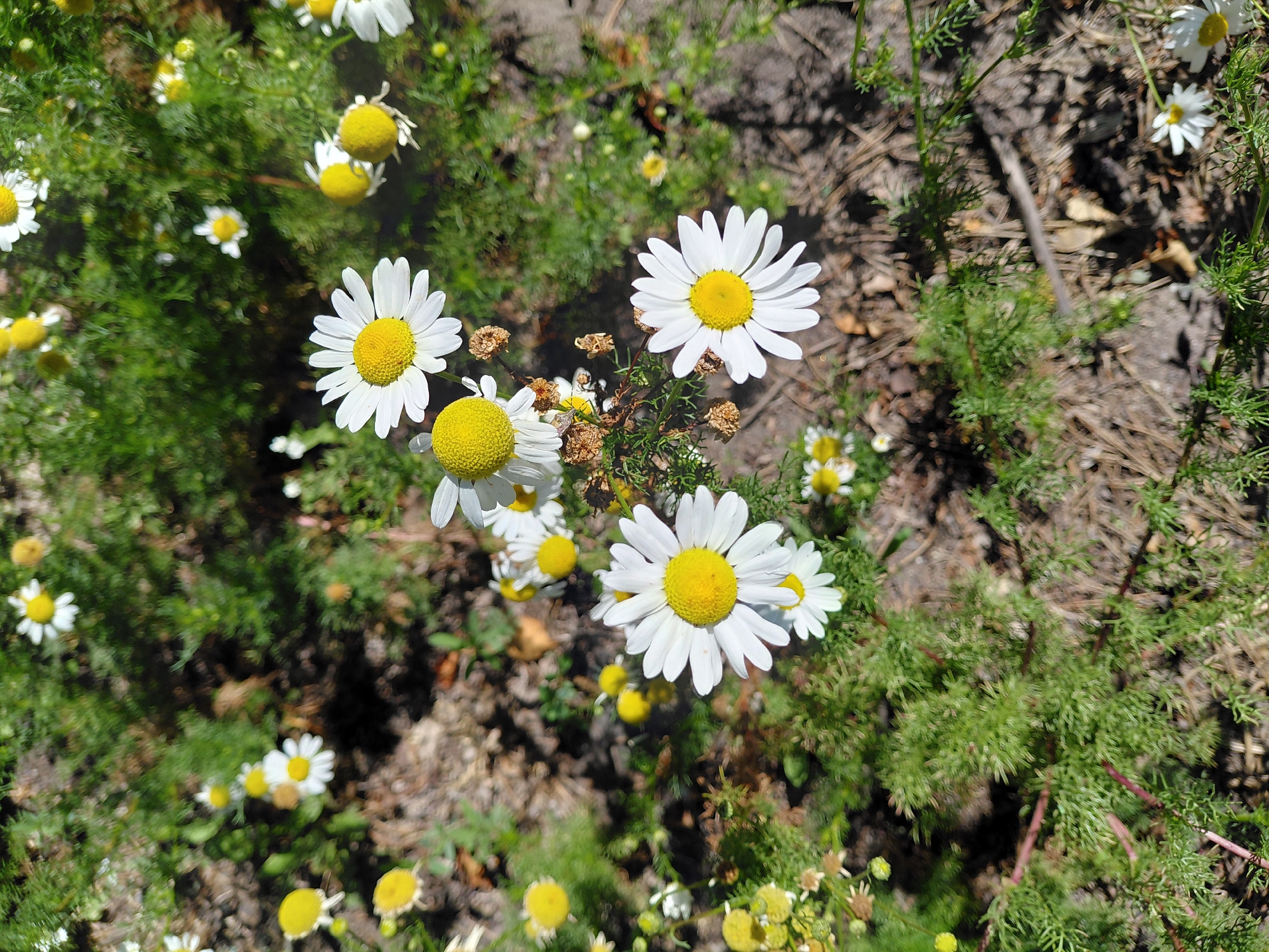 This image depicts a close-up, high-angle shot of several daisies in a garden setting. The daisies are predominantly white with yellow centers, some appearing fully bloomed and others in various stages of development. They are interspersed with green, feathery foliage and dry, brown organic matter on the ground. The lighting suggests a sunny day. The scene is outdoors and appears to be a natural or cultivated green space. No specific location within Qarağandı city administration, Kazakhstan, can be identified from the visual information alone.