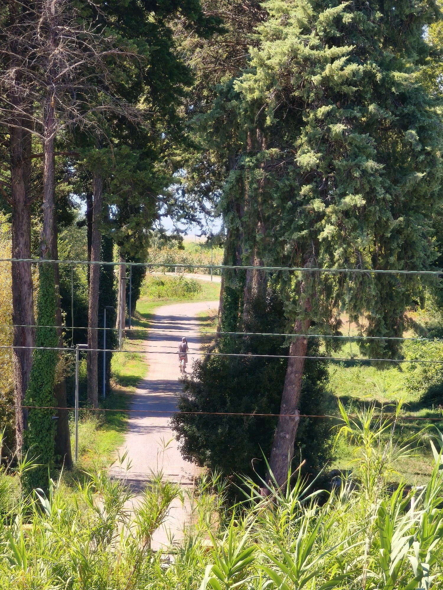 An individual on a bicycle is proceeding along a dirt path lined with tall trees. The path recedes into the distance, and a bright sky is visible at its end. In the foreground, tall green reeds dominate the lower portion of the frame. The scene appears to be in a rural or park-like setting, possibly in Passignano sul Trasimeno, Italy, given the natural foliage and open path. The image is framed by horizontal wires in the mid-ground.