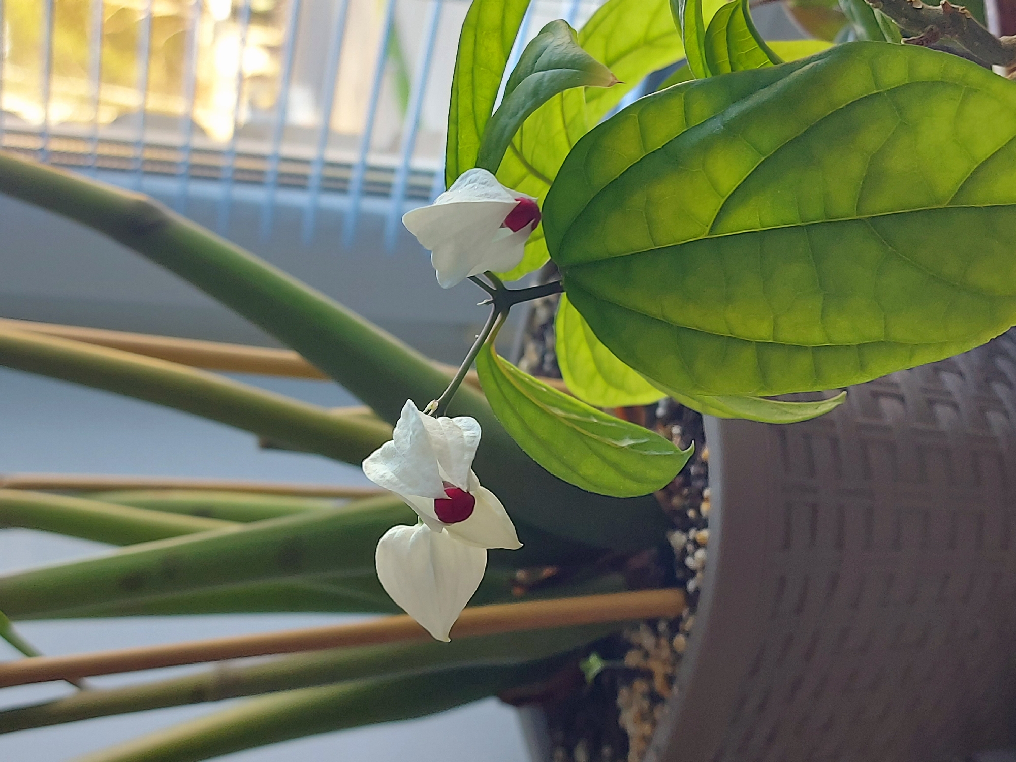 A medium, close-up shot features a Clerodendrum plant with two white, heart-shaped flowers hanging. Each flower has a small red center. The plant has multiple bright green leaves with visible veins. The plant is in a brown pot, and the background includes pale green stems and a window with sunlight filtering through. The location is Chaikovsky, Russia.