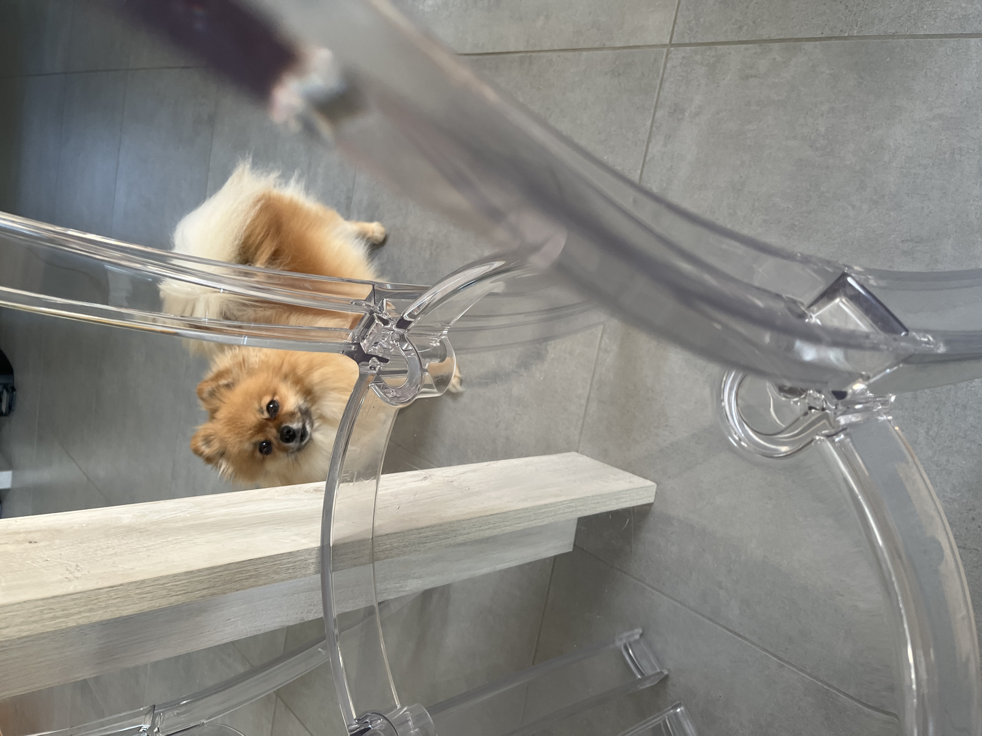A small, fluffy, light brown Pomeranian dog is peeking out from behind a light-colored wooden table leg. The dog has dark eyes and a black nose. It is standing on a gray tiled floor. In the foreground, parts of clear plastic chairs are visible, obscuring the lower half of the dog and the table. The scene appears to be indoors, likely in a home, in Chambœuf, France.