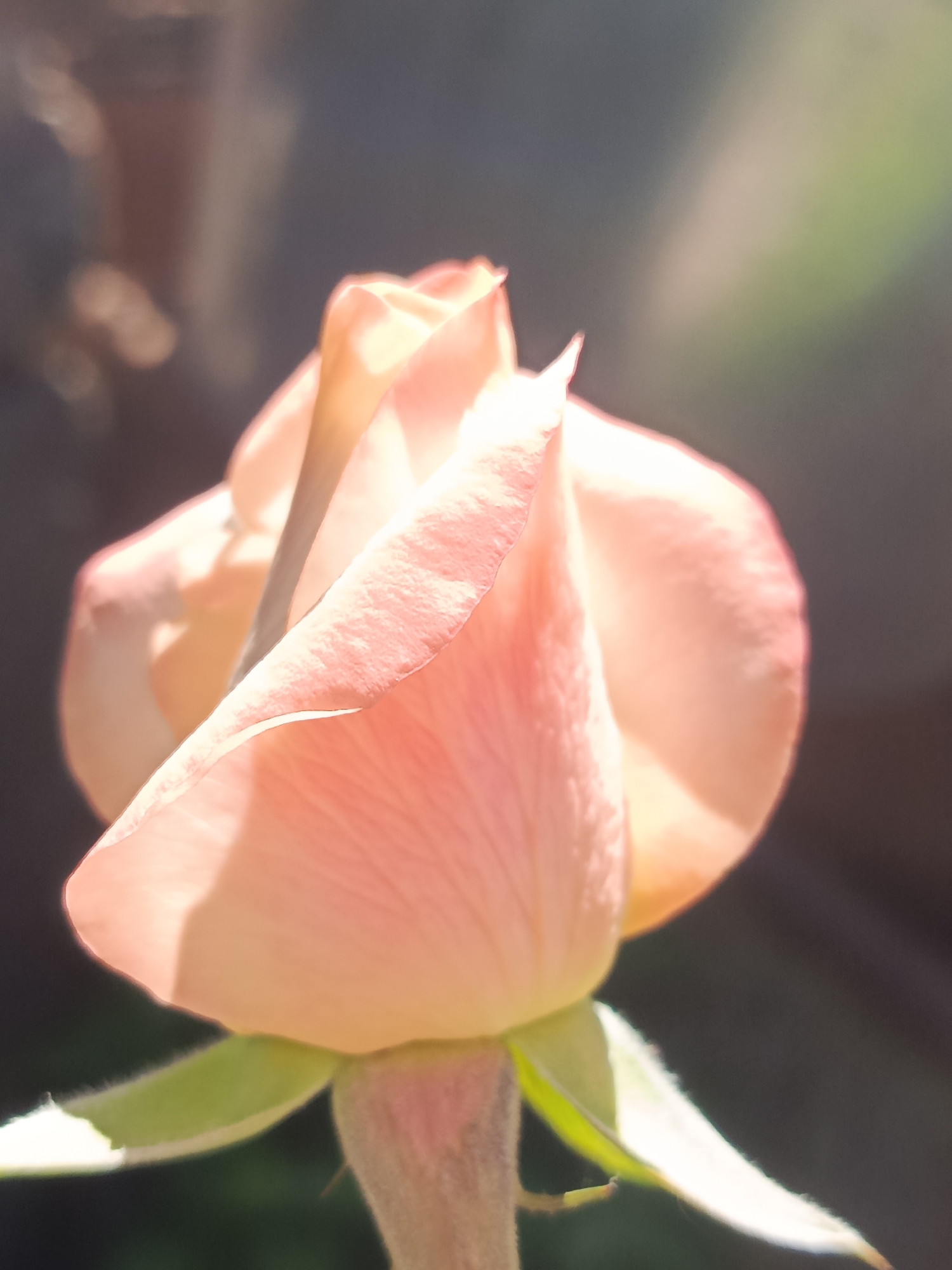 A close-up, side-view, full-frame photograph of a soft pink rosebud. The rosebud is in the early stages of blooming, with its petals tightly furled, creating a spiral effect. The petals have a velvety texture and are illuminated by a soft, diffused light that casts gentle shadows, highlighting the delicate curves and edges. The color transitions from a lighter, almost translucent pink at the tips to a deeper peachy hue near the center. The stem of the rose is visible at the bottom, partially covered by fuzzy green sepals. The background is softly blurred and out of focus, with tones of dark gray and muted green, suggesting an outdoor garden setting. The lighting creates a dreamy, ethereal atmosphere.