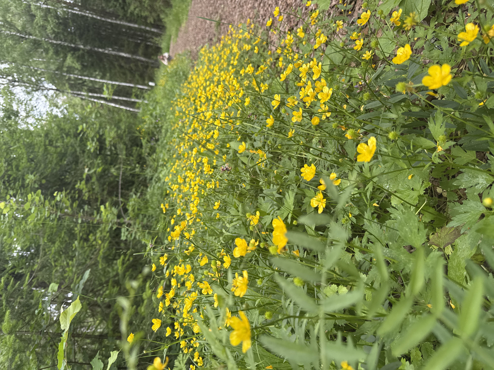 In a densely wooded area in Bakhtiyary, Russia, a pathway made of gravel winds through a vibrant carpet of yellow wildflowers. The flowers are small and numerous, dotting the landscape with their bright petals. The trees in the background are a mix of deciduous and coniferous, their green foliage forming a lush canopy overhead. The sky is overcast, casting a soft, diffused light on the scene. In the distance, a person is visible walking along the pathway, their figure small against the vastness of nature. The overall impression is one of natural beauty and tranquility, a peaceful escape into the Russian wilderness.