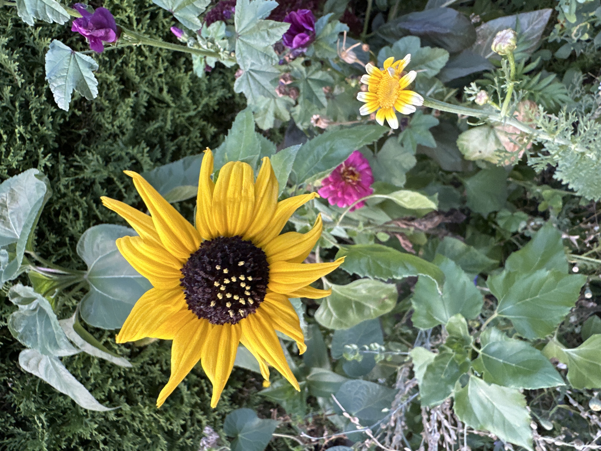 A vibrant, close-up, eye-level outdoor shot captures a garden scene in Krefeld, Germany. The primary subject is a large, bright yellow sunflower with a dark brown center, its petals fanning outwards. To the right of the sunflower, a smaller daisy-like flower with yellow petals and a white border is visible, on a thin stem with a few buds. In the background, there is dense green foliage, including large, rough-textured leaves. Scattered among the greenery are a few purple flowers and a smaller, bright pink flower. The lighting suggests it is daytime, with the sun illuminating the sunflower.