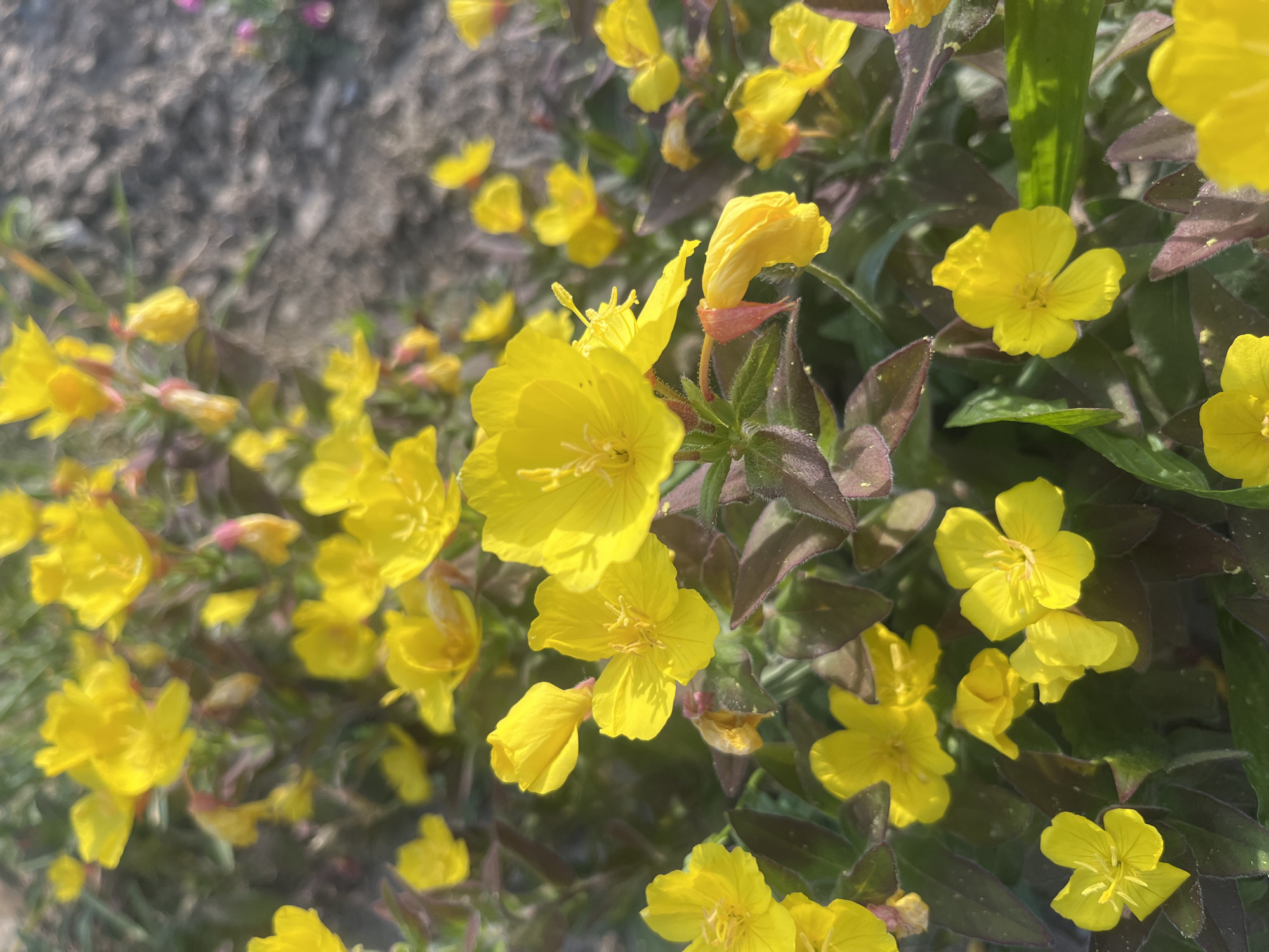 The image displays a cluster of bright yellow flowers, possibly Evening Primrose, growing in a garden or natural setting. The flowers have four petals and are in various stages of bloom, with some fully open and others still in bud. Dark green leaves with a reddish-purple tint are visible amongst the flowers, adding a contrast to the vibrant yellow. The background is blurred, showing a rough, gray surface that could be soil or a rocky area. The lighting suggests it is daytime, with sunlight illuminating the flowers and casting shadows. The scene is likely outdoors, in a location that allows for the growth of such flowering plants. There are no people or animals present in the image. The location is stated to be Botfalva, Ukraine.