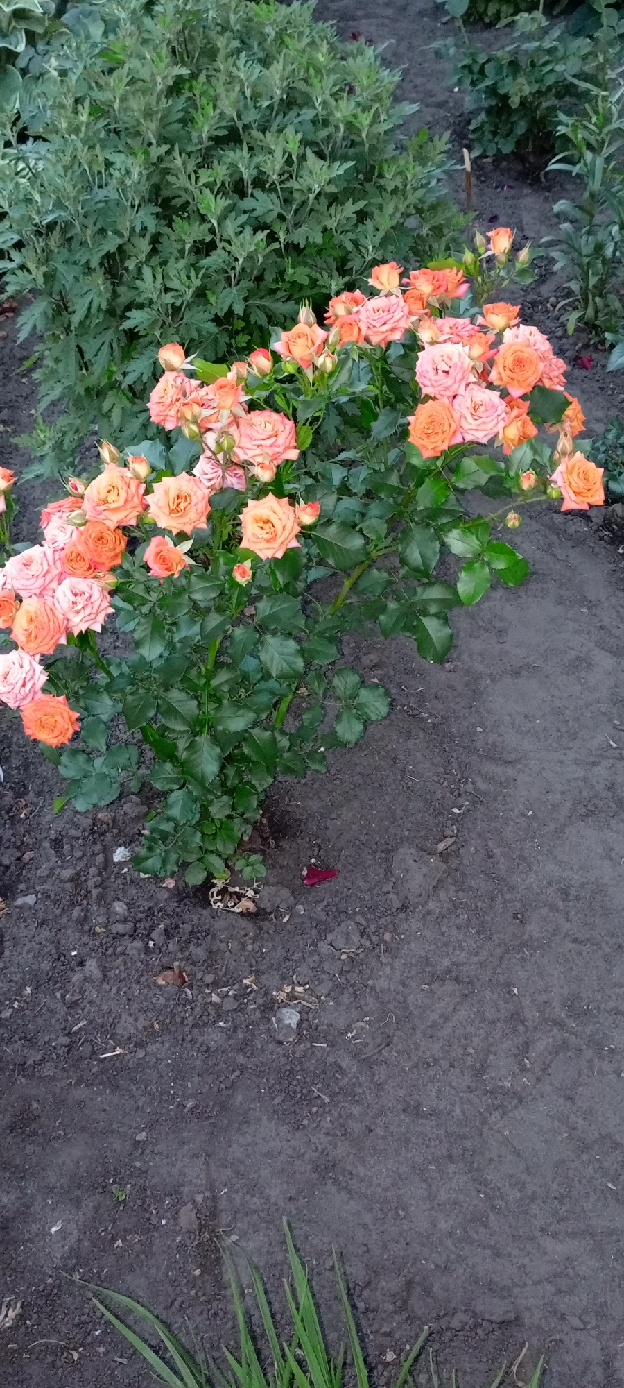 A cluster of peach and pink roses blooms in a garden. The roses are the primary subject, with some fully opened and others still in bud. They are arranged on a bush with dark green foliage. The background consists of more greenery and dark soil, suggesting a natural outdoor setting. The lighting appears soft, implying it might be early morning or late afternoon. The scene evokes a sense of natural beauty and tranquility. There are no people or visible text in the image. The location is Kirsanov, Russia.