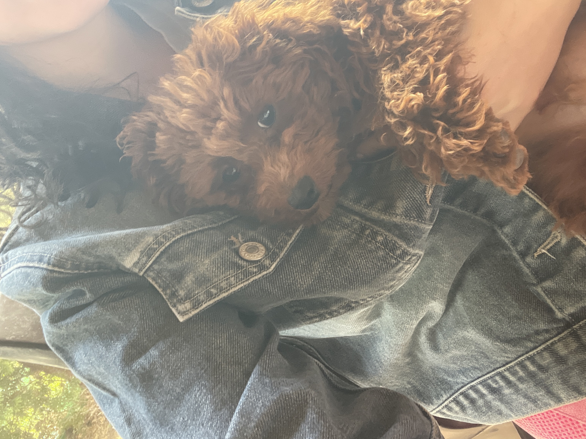 A medium-shot photograph shows a small, brown, curly-haired puppy resting on a faded blue denim jacket. The jacket appears to be worn by a person, with a portion of their arm visible under the puppy. The dog’s face is turned towards the camera, and its eyes are open. The background is blurry, revealing greenery and hints of sunlight, suggesting an outdoor setting. The photo was most likely not taken in Sofia, Bulgaria.
