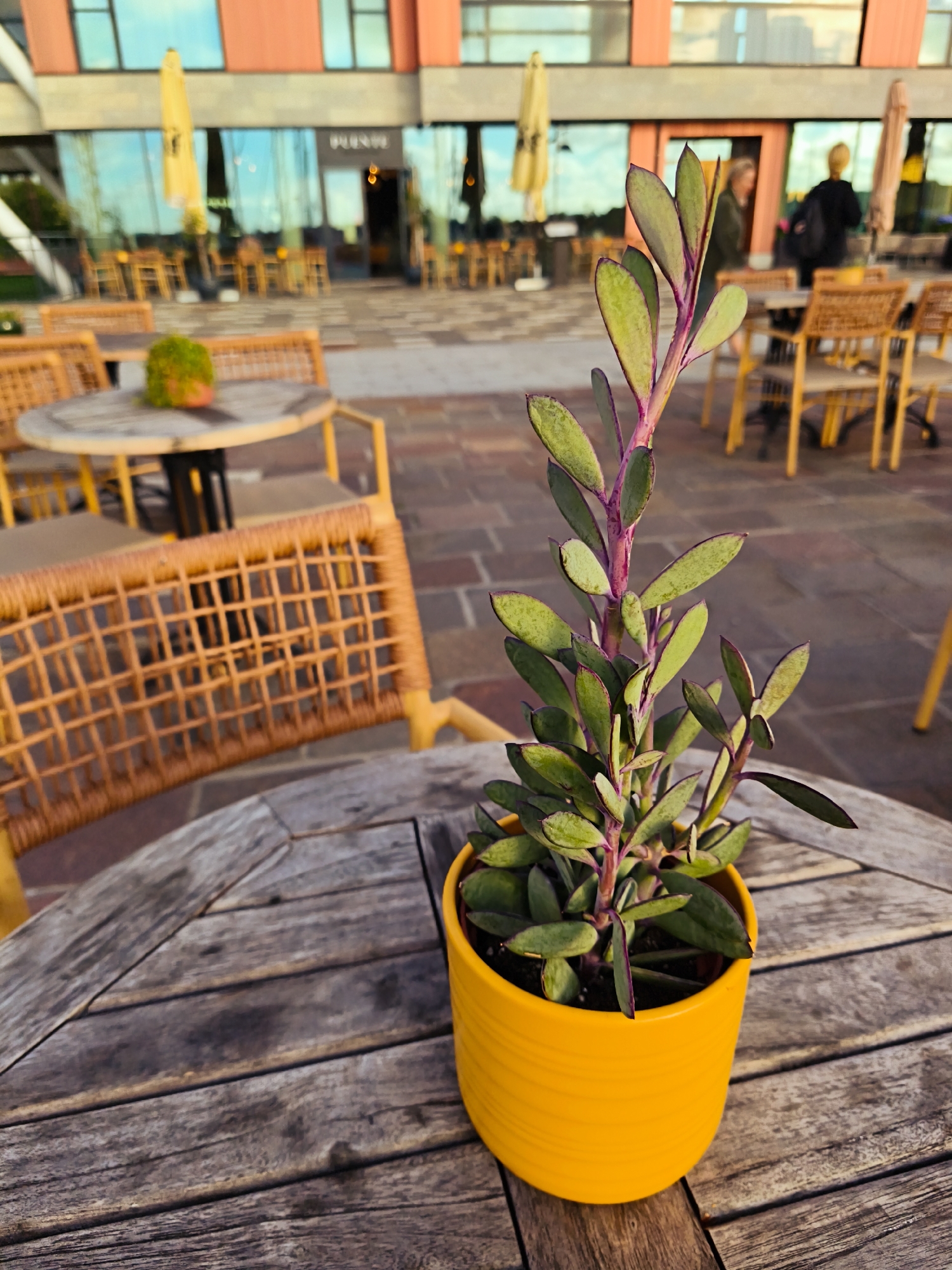The image shows a close-up of a potted succulent plant with green leaves and reddish-purple stems, sitting on a weathered wooden table. The plant is in a bright yellow pot. In the background, there is an outdoor seating area with tables and chairs, an umbrella, and a building with large windows. People are visible in the background, walking and sitting at tables. The scene appears to be a cafe or restaurant in Tallinn, Estonia, possibly along the waterfront or in a public square, given the architecture and outdoor dining setup. The lighting suggests it is late afternoon or early evening.