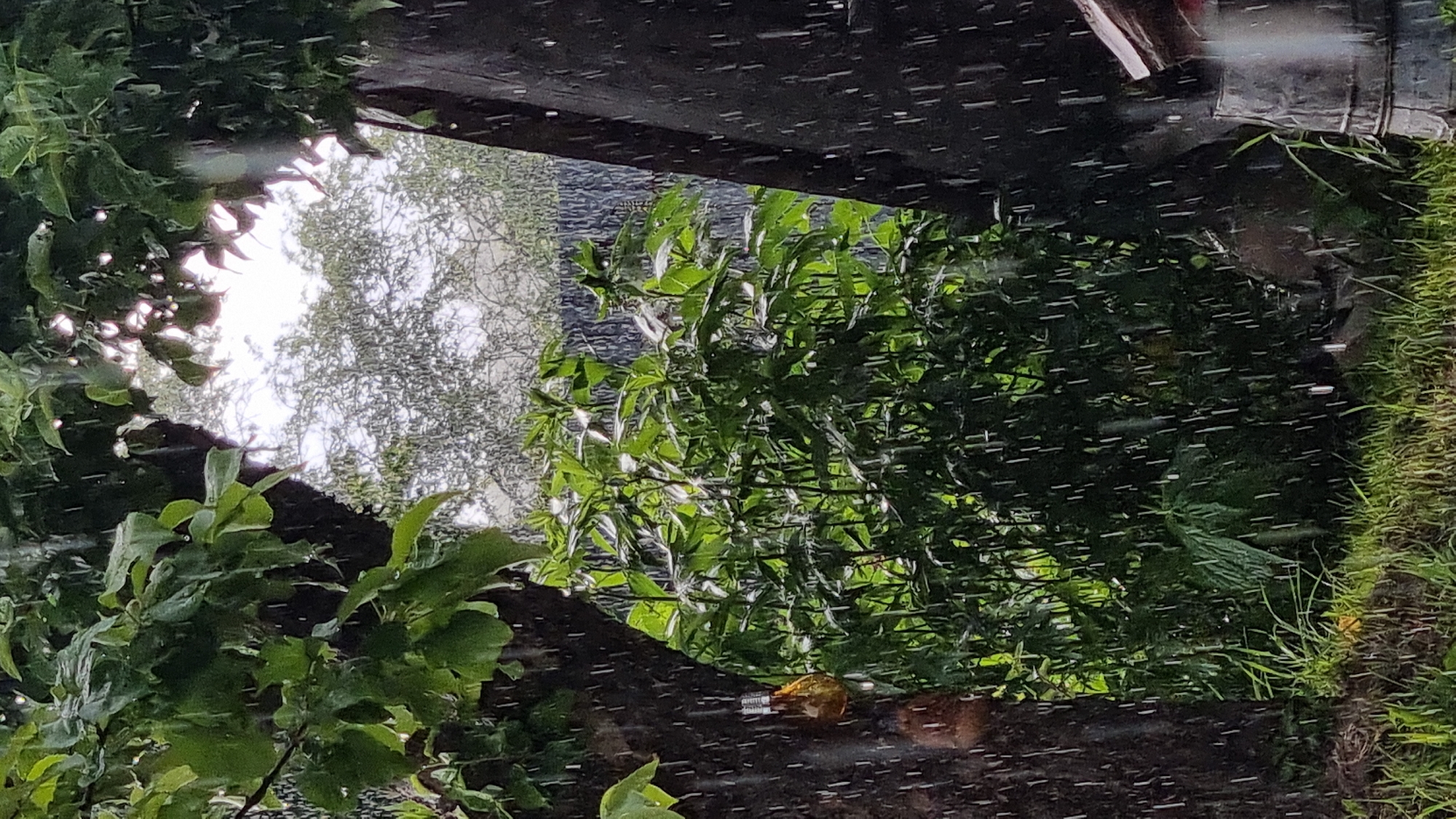 The image depicts an outdoor scene during rainfall. The camera is angled upwards, looking through a dense canopy of green leaves and branches towards a bright, overcast sky. The foreground is dominated by dark, textured surfaces, possibly wooden structures or the underside of a roof, with streaks of white indicative of falling rain.
The foliage is lush and vibrant green, with some leaves appearing wet. In the midground, a large bush or tree with lighter green leaves is visible, and further back, the silhouette of another tree with fine branches against the bright sky can be seen. The overall impression is of a garden or natural setting.
The weather is clearly rainy, with numerous streaks of water visible throughout the frame, creating a somewhat abstract effect. The lighting suggests it is daytime, possibly late morning or afternoon, given the brightness of the sky, but the overcast conditions prevent direct sunlight.
There are no people or animals clearly identifiable in the image. A small, indistinct object with orange and brown hues is visible in the lower right quadrant of the midground, partially obscured by foliage. No text is visible. The setting appears to be a rural or suburban environment, consistent with the provided location context of Vysokoe, Russia. The mood conveyed is one of a wet, natural, and perhaps slightly melancholic day.