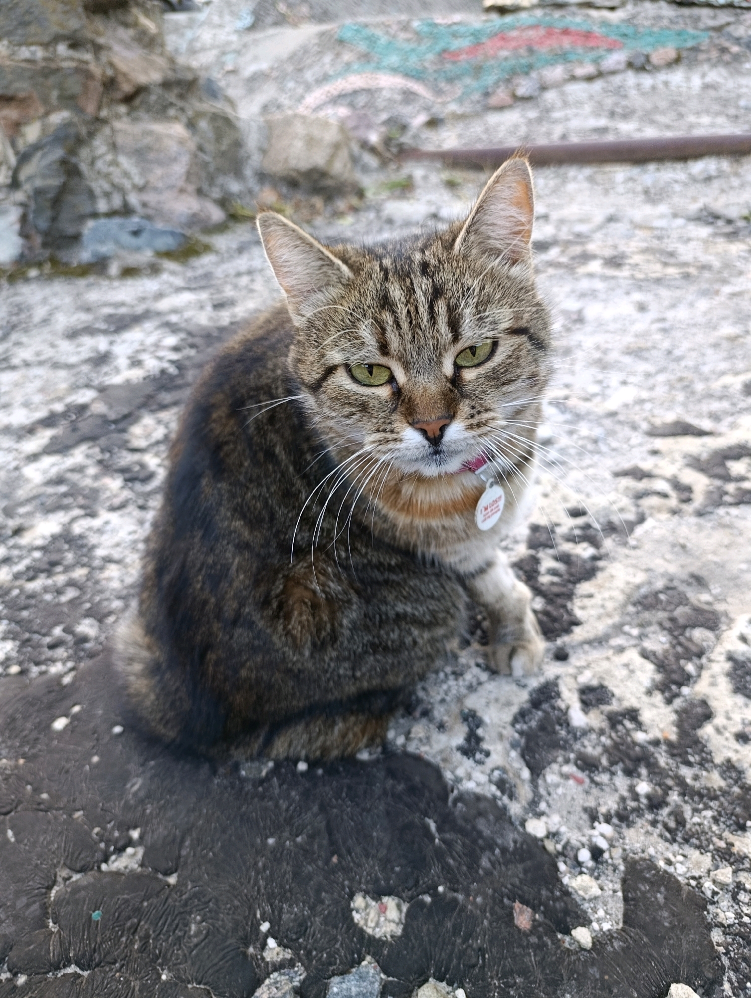 A tabby cat with green eyes and a pink collar is sitting on a rough, textured surface. The cat is facing forward and looking directly at the camera. The surface appears to be asphalt or concrete with scattered rocks and debris. In the background, there is a stone wall with some graffiti. The overall scene is outdoors, likely in an urban or industrial area. The image does not contain any identifiable landmarks or specific indicators of the city of Cherkasy, Ukraine.