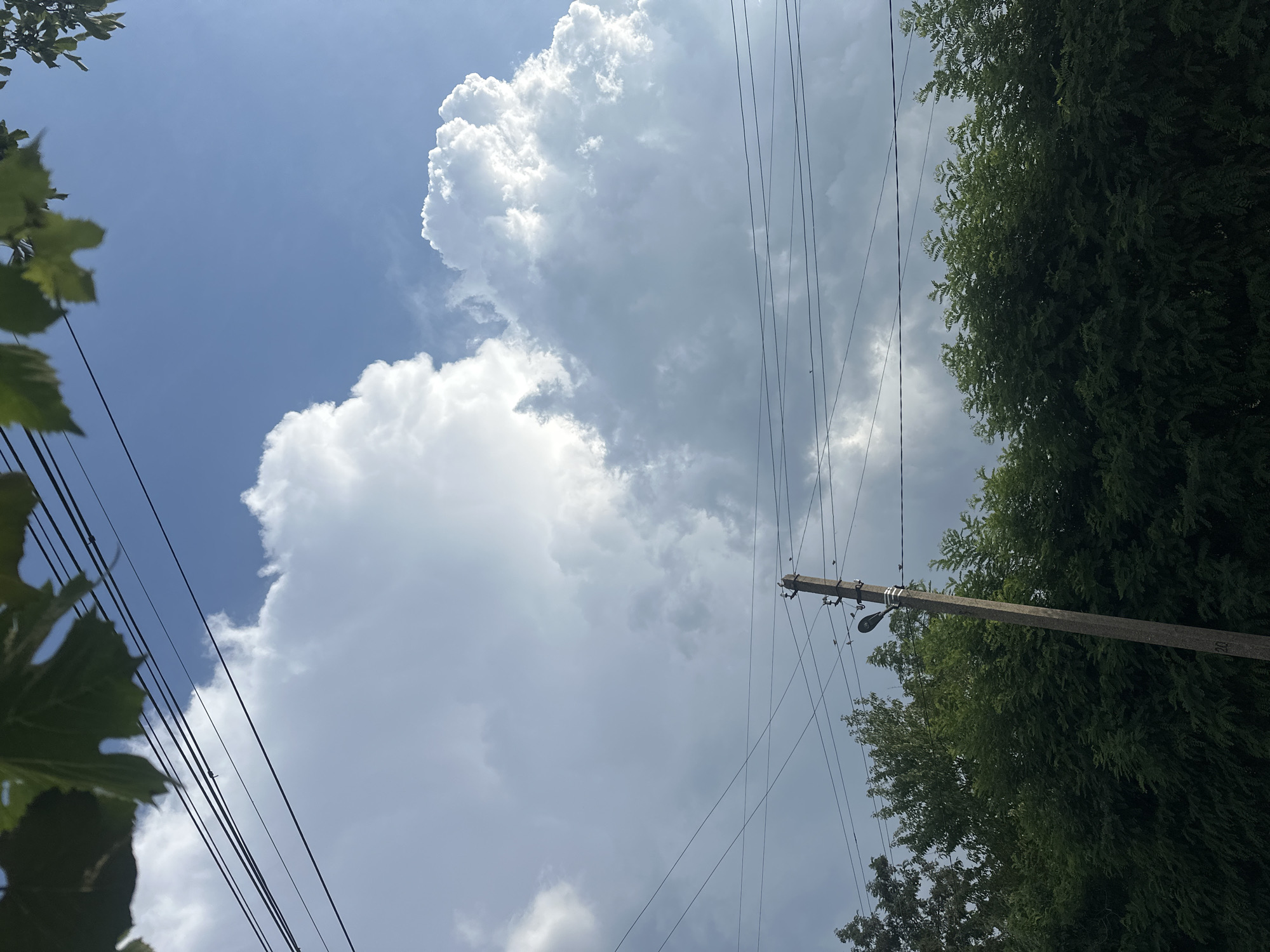 The image is an outdoor, low-angle shot looking up at a bright, cloudy sky. In the foreground, the dark green leaves of a tree are visible on the left side. Several dark power lines stretch diagonally across the frame from the bottom left towards the top right. A wooden utility pole with a light fixture and what appears to be a number "20" etched into it stands towards the right side of the image, also bisected by the power lines. A dense, dark green tree canopy occupies the right side of the frame, obscuring the sky in that area.
The sky is a brilliant blue with large, fluffy white clouds, suggesting a sunny day. The lighting indicates it is daytime, likely midday due to the brightness and the angle of the sun, though no specific shadows are clearly discernible. There are no people visible in the image, nor any specific activity taking place. The scene depicts a typical rural or semi-rural setting with overhead power lines and vegetation. The overall mood is bright and airy, dominated by the expanse of the sky and clouds. No text other than the number on the utility pole is clearly visible.