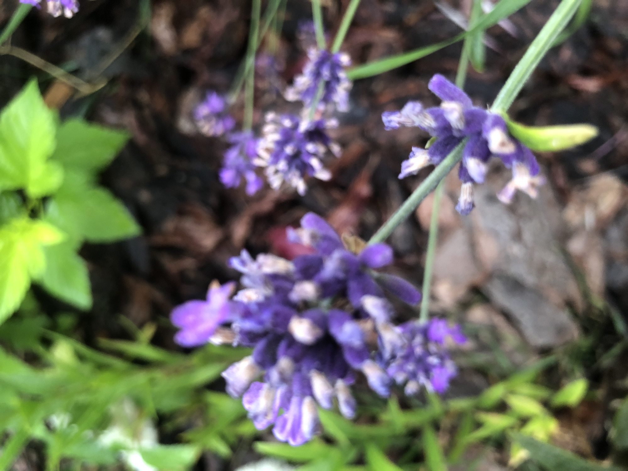The image shows a close-up, slightly blurred view of lavender flowers in bloom. The flowers are a vibrant purple, with some lighter accents on the petals. They are arranged in clusters along green stems, with some unfurling buds. The background consists of green foliage, dark brown mulch or soil, and some fallen leaves or debris. The overall impression is of a natural, outdoor garden setting. There are no people or animals visible in the image. The image does not provide any specific details about the location in the city of Radomyshl, Ukraine, or any actions or interactions taking place.