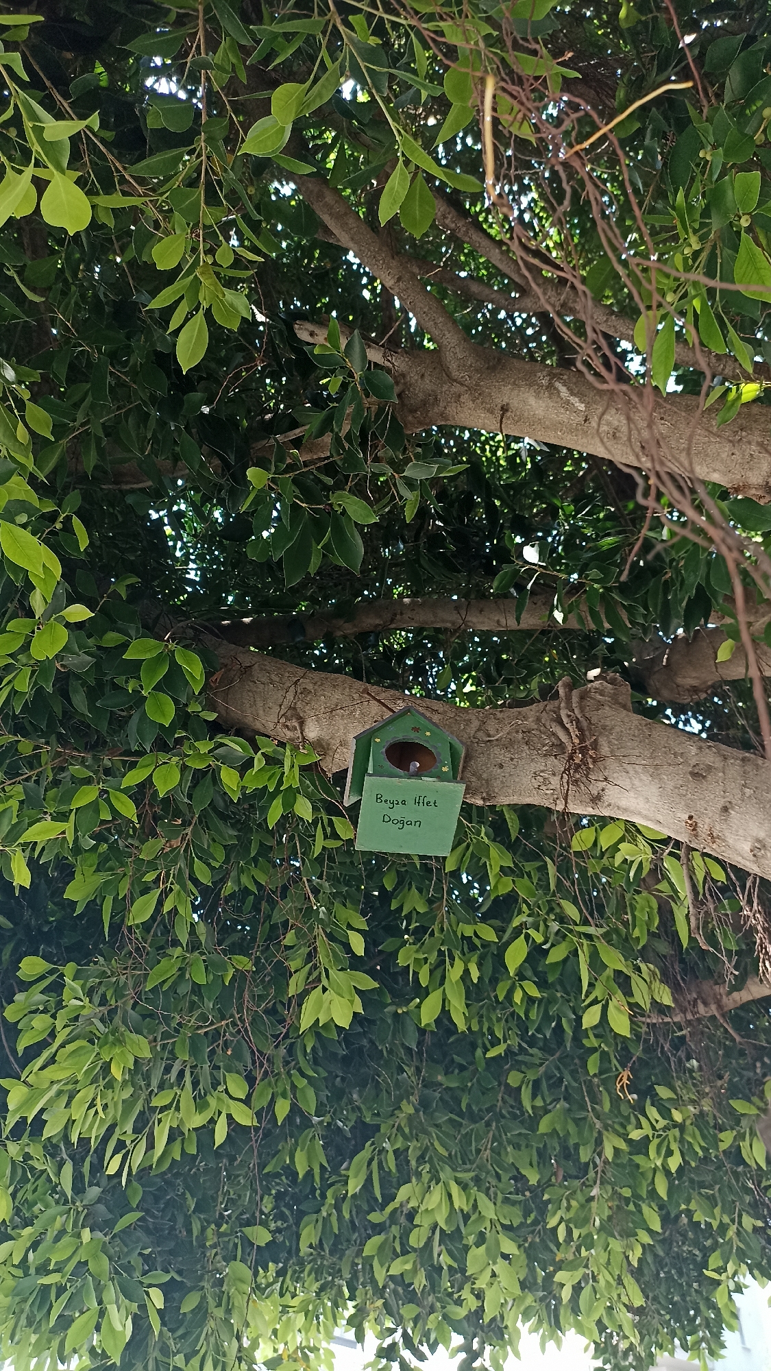A green birdhouse with a small bell inside hangs from a thick tree branch amidst lush green foliage. The birdhouse is decorated with a small, dark opening and a painted outline of a house. Below the opening, the birdhouse has a rectangular sign attached, on which "Beyza Ifſet Doğan" is written in black cursive lettering. The scene is set outdoors, with the branches and leaves of a large tree filling the frame, suggesting a natural environment within a city like Yenişehir, Turkey. The lighting indicates it is daytime.