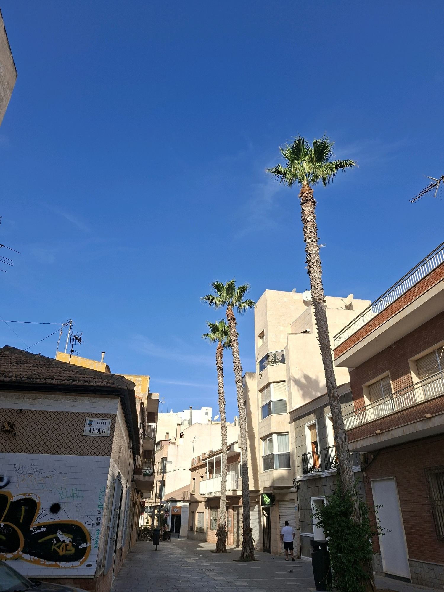 The image depicts a narrow street in Torrevieja, Spain, lined with buildings of varying heights and architectural styles. Tall palm trees are a prominent feature, casting shadows on the paved walkway.
On the left side of the street, a building exhibits a tiled facade with graffiti art. A street sign on this building clearly reads "CALLE APOLO." Adjacent to it, other buildings show balconies and windows.
The buildings on the right are primarily constructed of brick and stone. One building features multiple balconies with white railings, and another has a darker brick facade with windows and a white door.
A lone individual, a male wearing a white t-shirt and dark shorts, is walking away from the camera down the street. A bicycle is parked near the entrance to one of the buildings. A black trash bin is visible near the center of the frame.
The sky is a clear, vibrant blue with a few wispy clouds. Several television antennas are visible on the rooftops of the buildings. The overall impression is a sunny day in a Mediterranean coastal town.