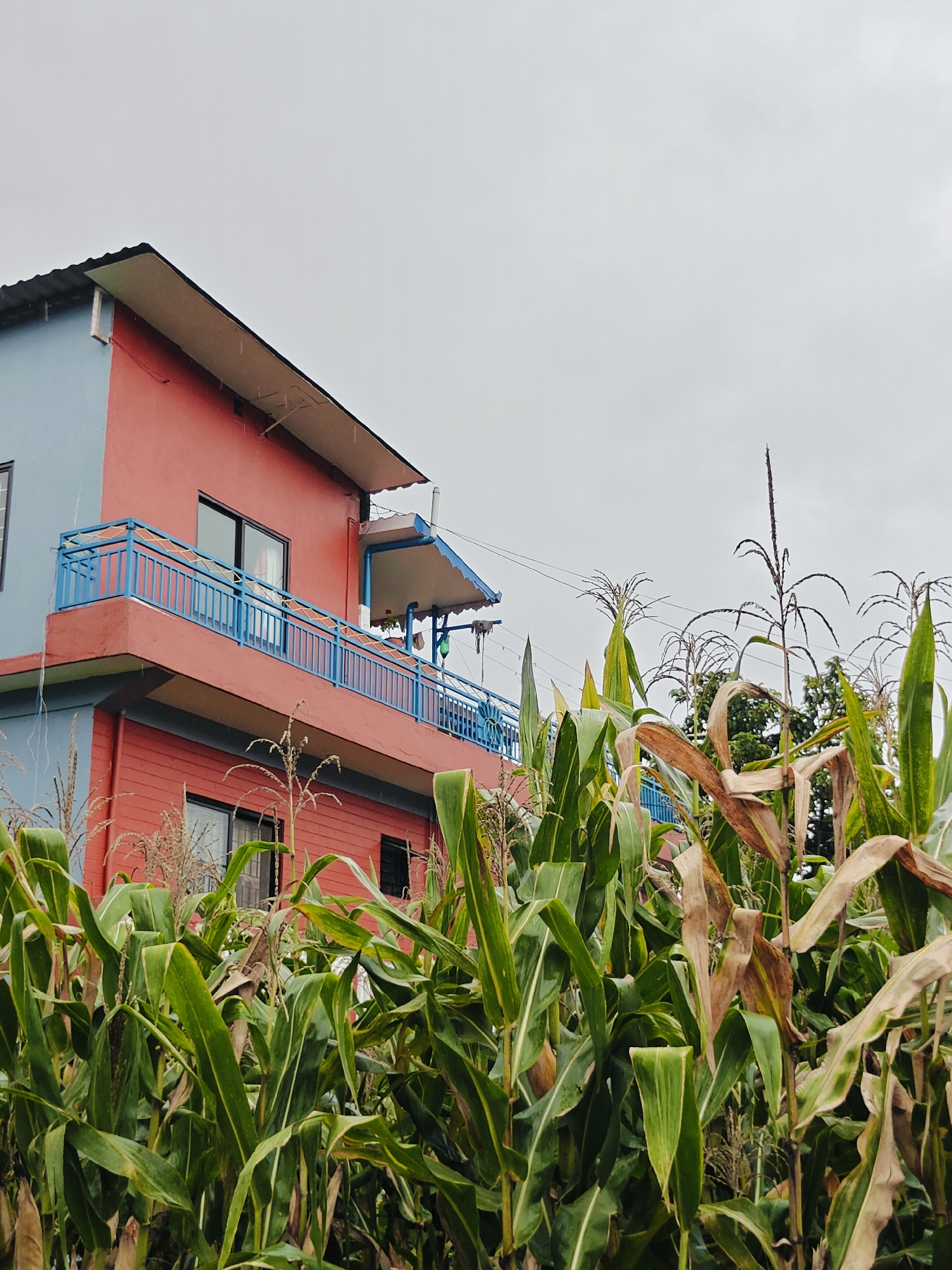 The image depicts a two-story building with red and light blue walls, situated in the city of Pokhara, Nepal. The building has a white roof with black tiles and features balconies with blue railings. In the foreground, a field of corn plants, some green and others dried and brown, partially obscures the lower part of the building. The sky is overcast with gray clouds, suggesting a cloudy day. There are no people or animals visible in the scene. The environment appears to be rural or semi-rural, given the presence of the cornfield.