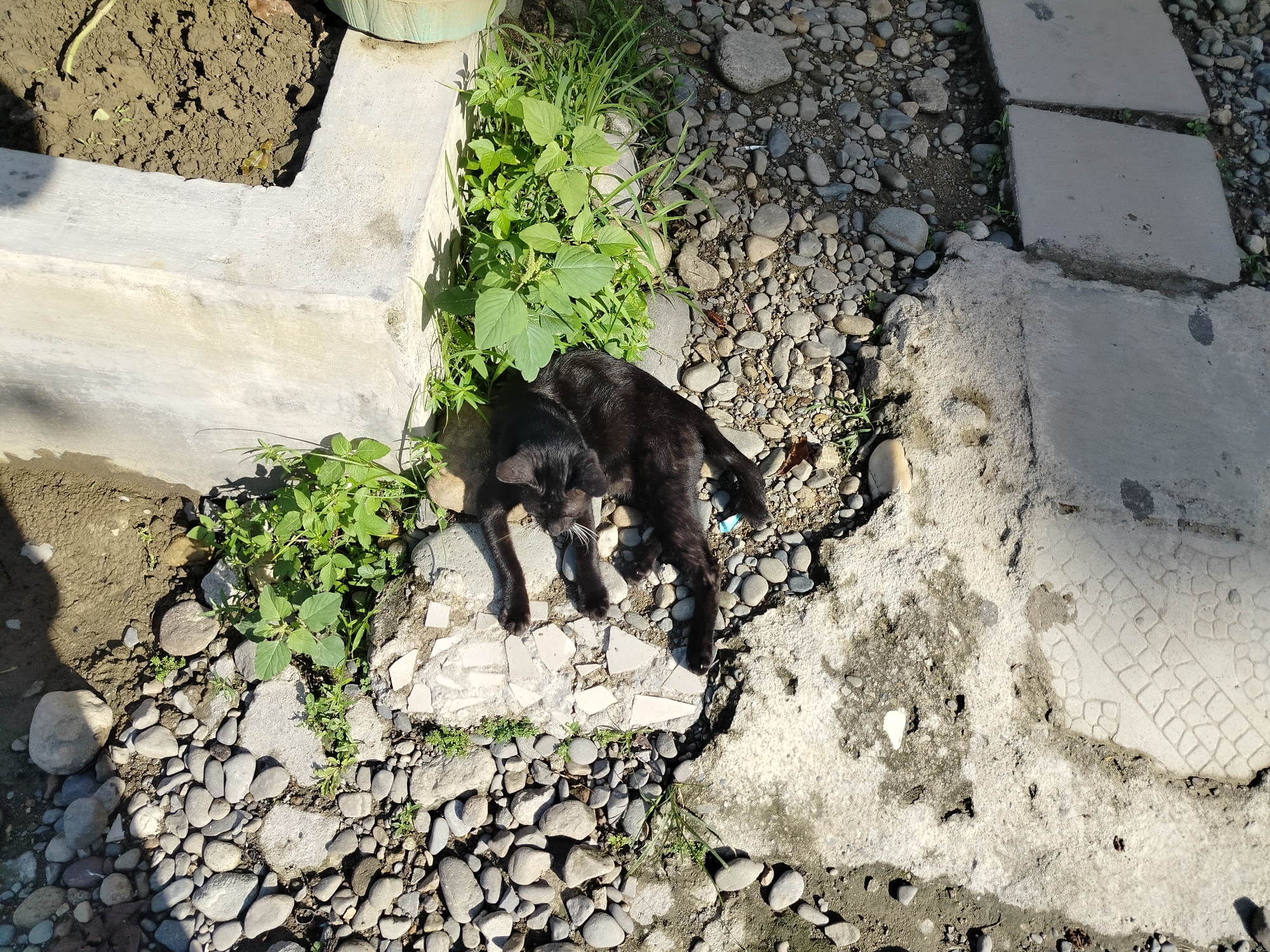 Two black cats are lying on a mixture of rocks, broken tiles, and concrete. They are positioned near a concrete planter box filled with dark soil, with some green plants growing around its edges. The ground is covered with small, smooth, gray and brown river rocks. In the background, there are several concrete stepping stones laid out on the rocky ground. The scene appears to be an outdoor area, possibly a garden or yard, located in the city of Purwodadi, Indonesia, as indicated by the presence of lush vegetation and the style of the concrete structures.