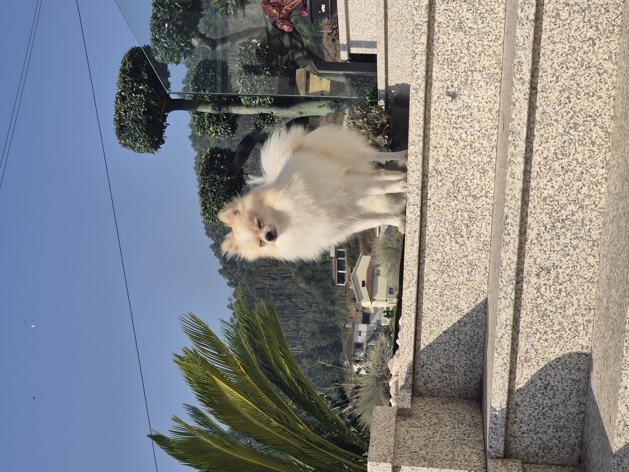 A fluffy white Pomeranian dog stands on a granite staircase outdoors on a sunny day. The dog has light brown markings on its ears and back and is facing to the left with its eyes closed. Behind the dog, a glass railing separates the staircase from a garden area with decorative trees and potted plants. In the background, a hillside covered in lush green trees is dotted with houses, suggesting a residential area. The sky is clear blue. The scene is likely a residential property in Barcelos, Portugal, given the architecture and vegetation typical of the region.
