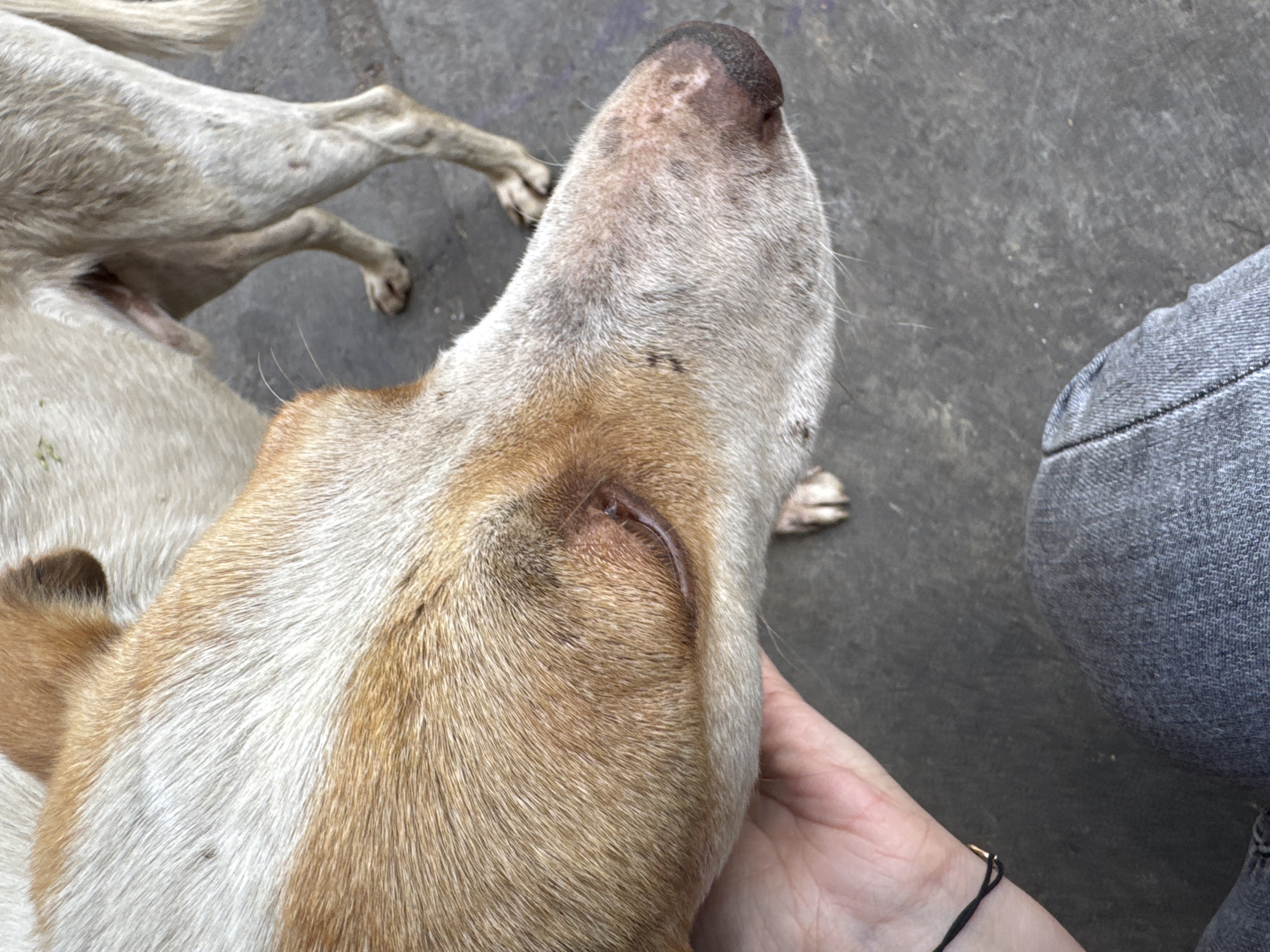 This media file shows a close-up view of a dog's head and neck, with a person's hand visible in the foreground. The dog has light brown and white fur, and appears to be lying down or resting on a paved surface. There is a wound or abrasion on the dog's neck, just behind its ear, which is a prominent detail. In the background, another dog's hindquarters and legs are visible. A person's hand is gently touching the dog's fur, and the person is wearing grey jeans. The setting appears to be outdoors, possibly on a street or sidewalk, given the texture of the ground. The lighting suggests it is daytime. No text is visible in the media file.