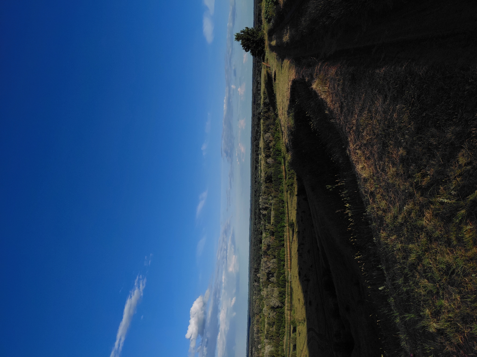 The image shows a panoramic view of a rural landscape under a clear blue sky with sparse white clouds. In the foreground, there is a grassy hill with a dirt path winding up its side. The path is marked by tire tracks and is partially in shadow. The middle ground features a valley with a dense forest and a river or body of water visible. In the distance, the landscape is flat with more trees. A single, prominent tree stands on the right side of the hill, silhouetted against the sky. The lighting suggests it is either early morning or late afternoon, with long shadows cast across the terrain. The location is described as Unknown, Unknown.