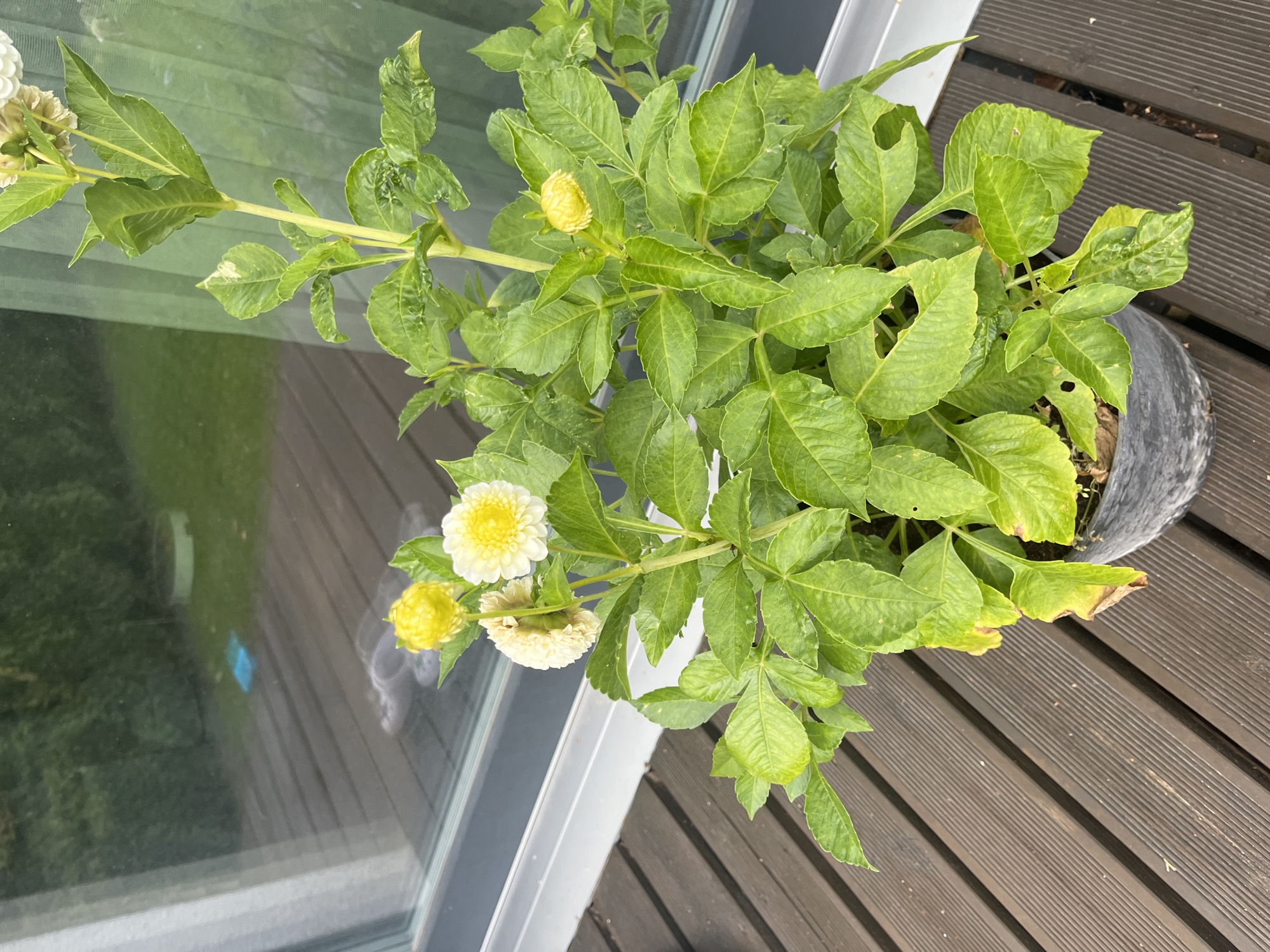 A potted dahlia plant with white and yellow flowers and green leaves sits on a wooden deck. The deck appears to be made of dark brown planks with visible grooves. In the background, a large window reflects a green yard and trees. The window frame is gray. The potted plant has a black plastic pot. Some leaves on the plant are yellowing and show signs of damage, with some holes. There is a white net partially visible behind the plant.
