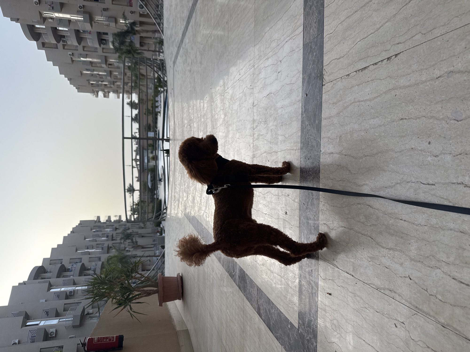 A brown poodle on a black leash stands on a marble-like floor. To the left of the dog, a potted plant sits near a fire extinguisher, with tall buildings in the background. The sky is lightly colored, suggesting early morning or late afternoon. The location is Unknown, Unknown.