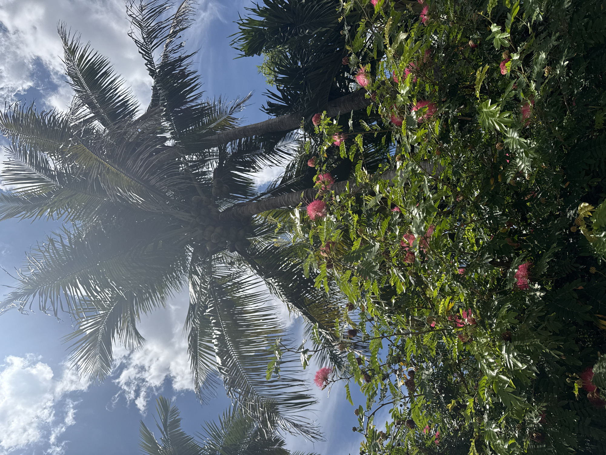 The image depicts a view of trees against a blue sky with scattered clouds. A coconut palm is on the left with visible coconuts attached. The trees on the right are blooming with pink flowers. The photograph appears to be taken from a low angle, looking upwards. The location is likely in Davie, United States of America, based on the request, but there are no identifiable features confirming this location. There are no people visible in the image.