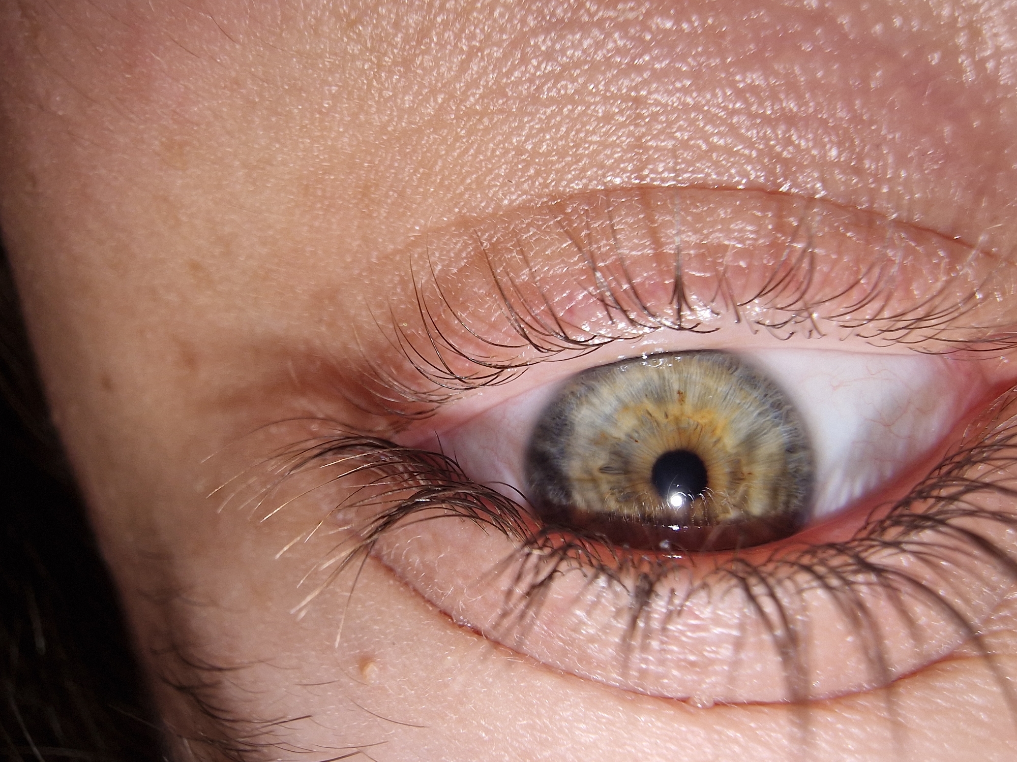 An extreme close-up shot captures a human eye, dominating the frame. The eye is largely open, revealing intricate details of the iris, pupil, and surrounding features.
The central subject is the iris, which displays a striking hazel coloration. It transitions from a dark greyish-blue at the outer edge to a golden-brown or yellowish-green closer to the pupil, with numerous fine radial lines and specks creating a complex pattern. The pupil is a deep, reflective black, and a distinct bright, elongated rectangular light reflection is visible within it, suggesting a nearby light source.
The sclera, the white part of the eye, is visible on the right side and below the iris, showing some faint reddish blood vessels. The upper and lower eyelids are prominent, adorned with a dense array of long, dark eyelashes that curl outwards. These eyelashes cast subtle shadows onto the moist surface of the eye. The skin surrounding the eye is light-toned, exhibiting fine hairs, visible pores, and small freckle-like spots. The texture of the skin appears slightly bumpy in areas, particularly on the upper eyelid and eyebrow region. A dark, out-of-focus area on the far left suggests hair or shadow from another part of the face.
No specific activity or event is taking place; the image is a static portrait of an eye. There are no visible text elements or clear indicators of time of day, weather, or specific location beyond the human body. The focus on detail highlights the natural complexity and texture of the eye and surrounding skin.