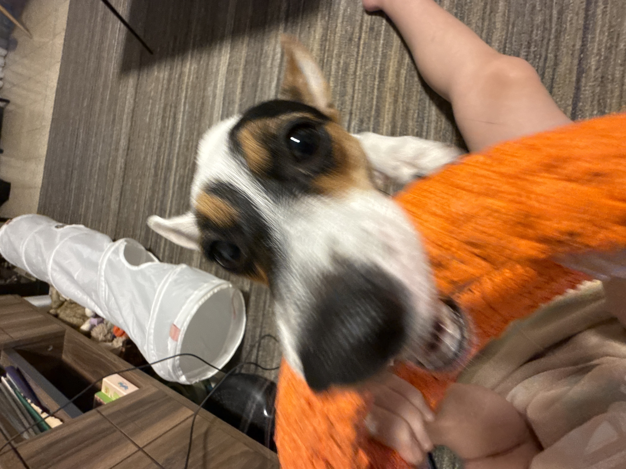 A close-up, angled shot depicts a Jack Russell Terrier dog with its face close to the camera. The dog has white, black, and brown markings on its face and head. Part of a white pet tunnel is visible in the lower left corner. A leg and an orange knitted garment are also visible in the image. The background consists of what appears to be a wooden floor. A wooden table with items, potentially pens and boxes, is in the lower left of the scene. The specific location cannot be determined from the image.